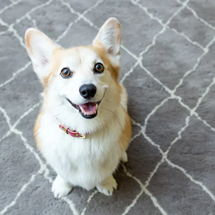 Pembroke Welsh Corgi dog sitting on a rug and smiling for the camera.