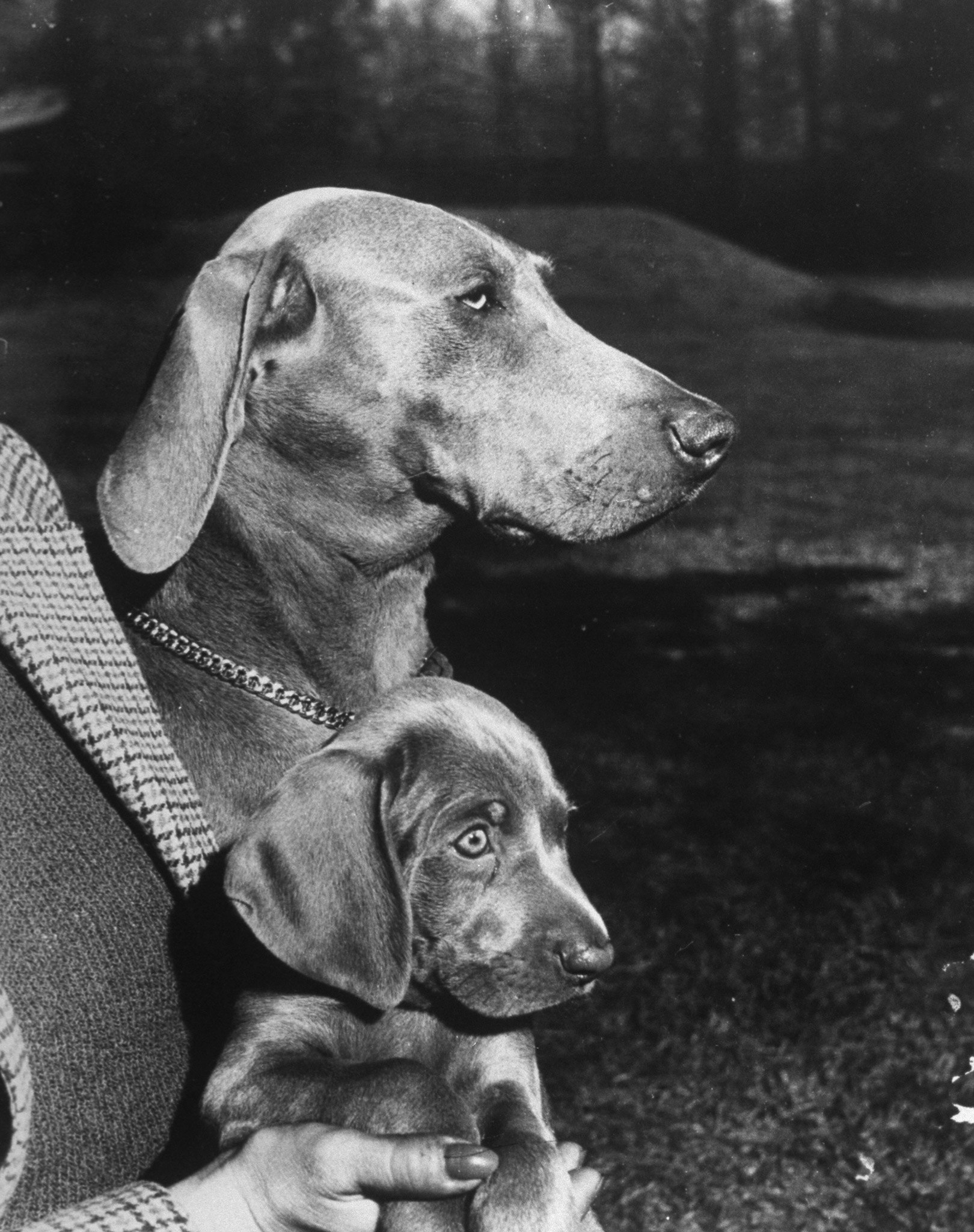 Westminster: See Photos of Perennial Underdog Weimaraner