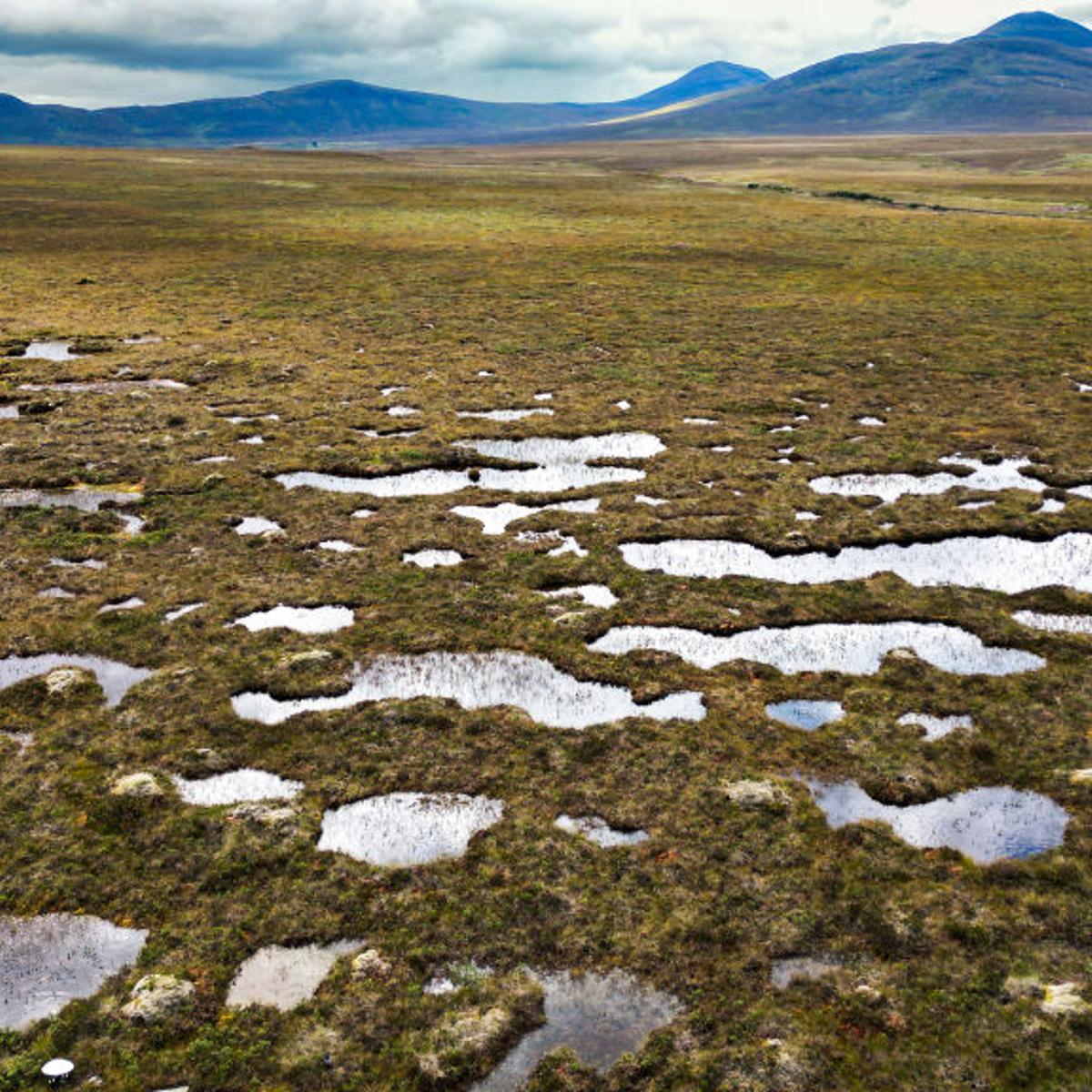 The Flow Country’s peatland, in Forsinard, Scotland, the largest continuous blanket bog in Europe which stores 400 million metric tons, seen here on Aug. 16, 2023.