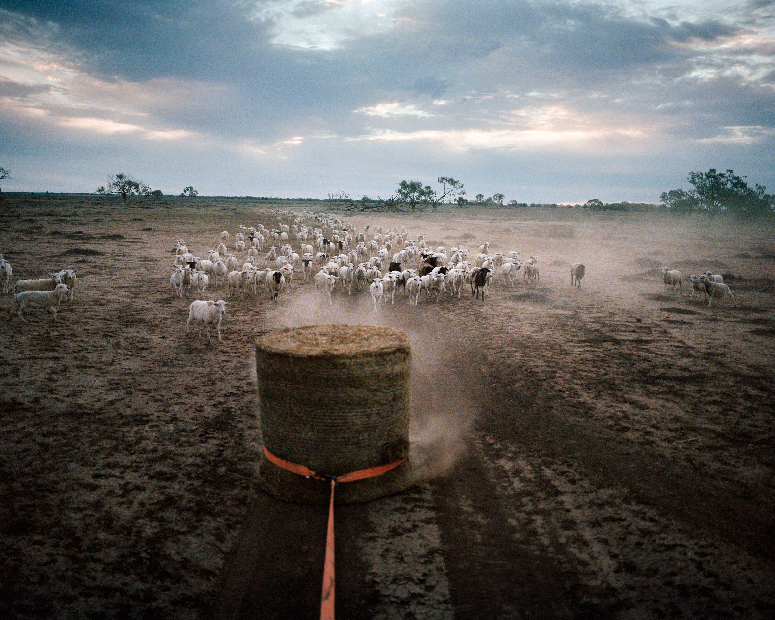 Gus Bullen drags hay that will feed sheep on Dunmore Property near Pilliga in December 2018. He inherited the 4,000 acres, which have been in his family for 111 years, from his father. He and his wife Krystal havenÕt been able to plant wheat and barley i