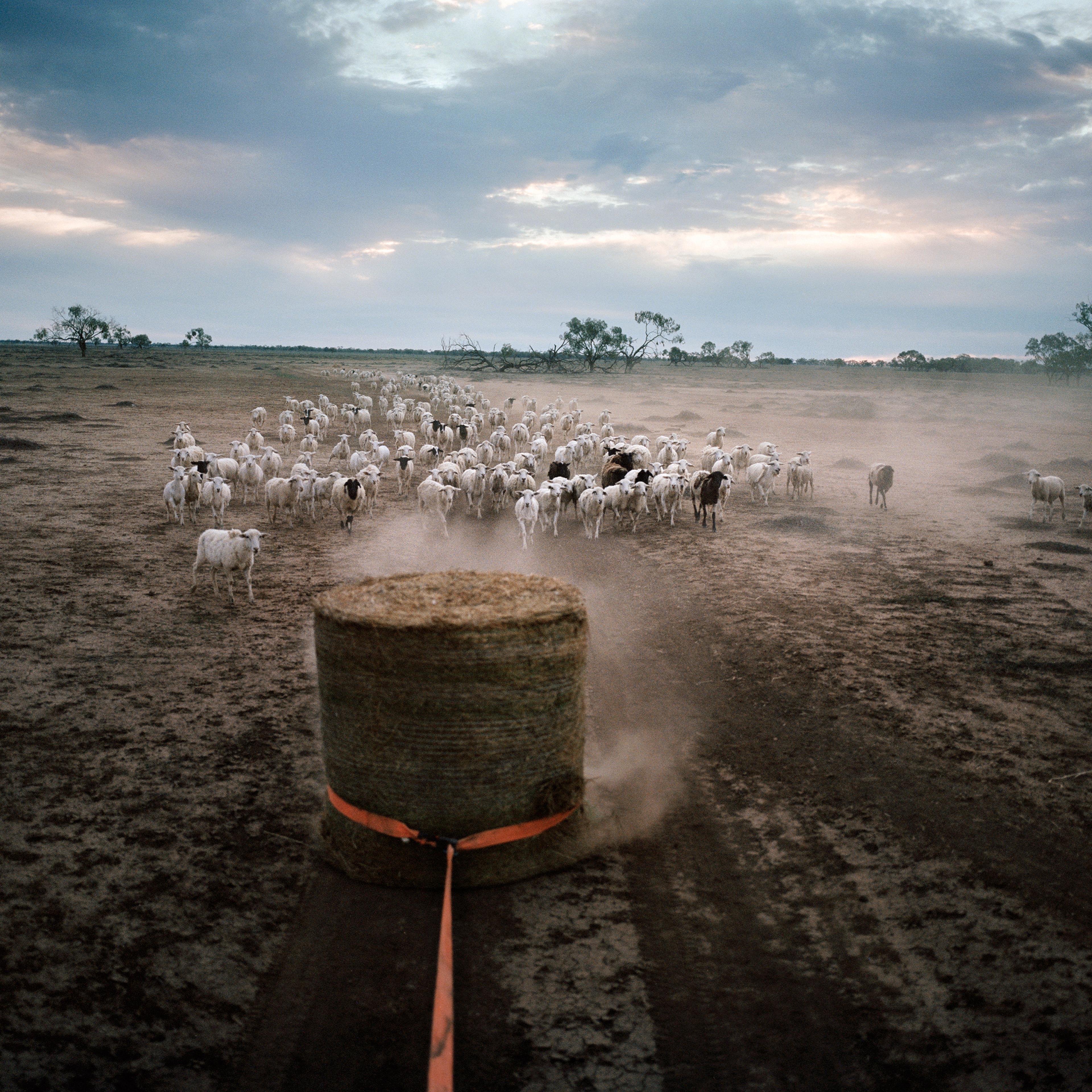 Gus Bullen drags hay that will feed sheep on Dunmore Property near Pilliga in December 2018. He inherited the 4,000 acres, which have been in his family for 111 years, from his father. He and his wife Krystal havenÕt been able to plant wheat and barley i