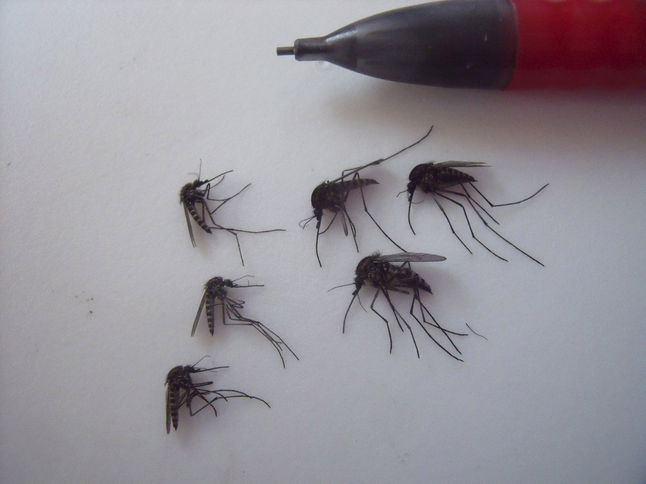 Arctic Mosquitos