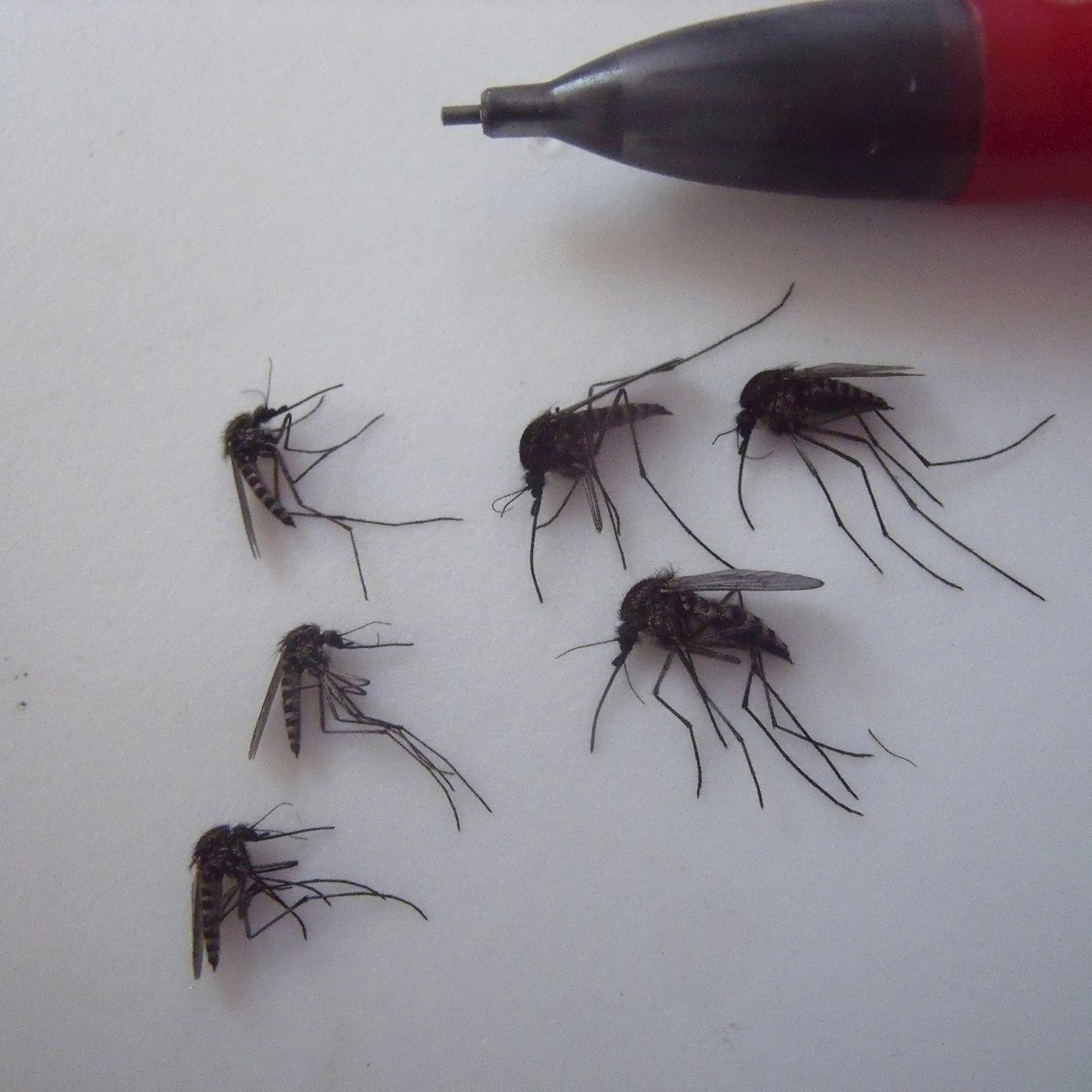 Arctic Mosquitos