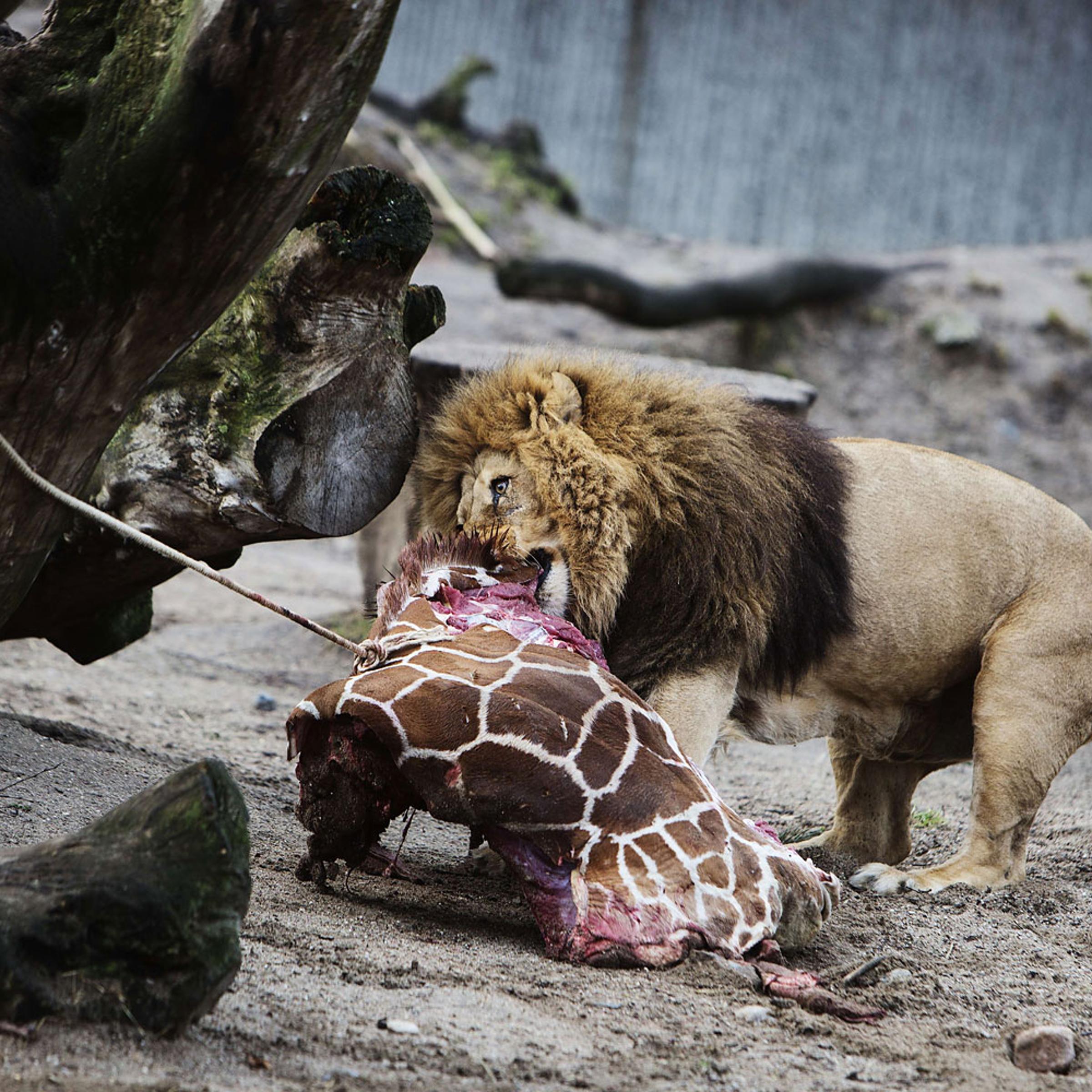 A lion in Copenhagen Zoo eats the remains of young giraffe on Feb. 9, 2014.