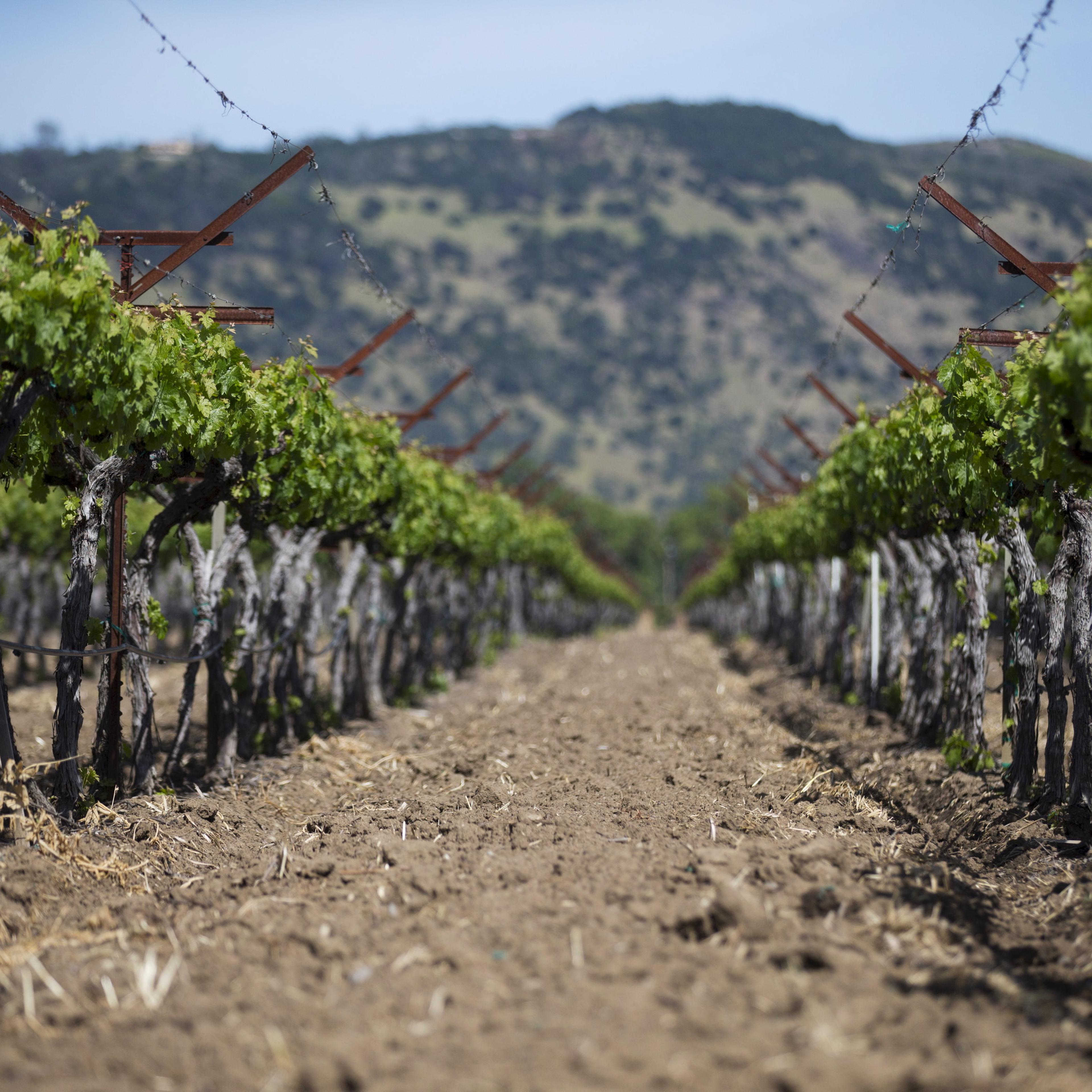 Dry earth is seen between rows of grapevines in Napa, California