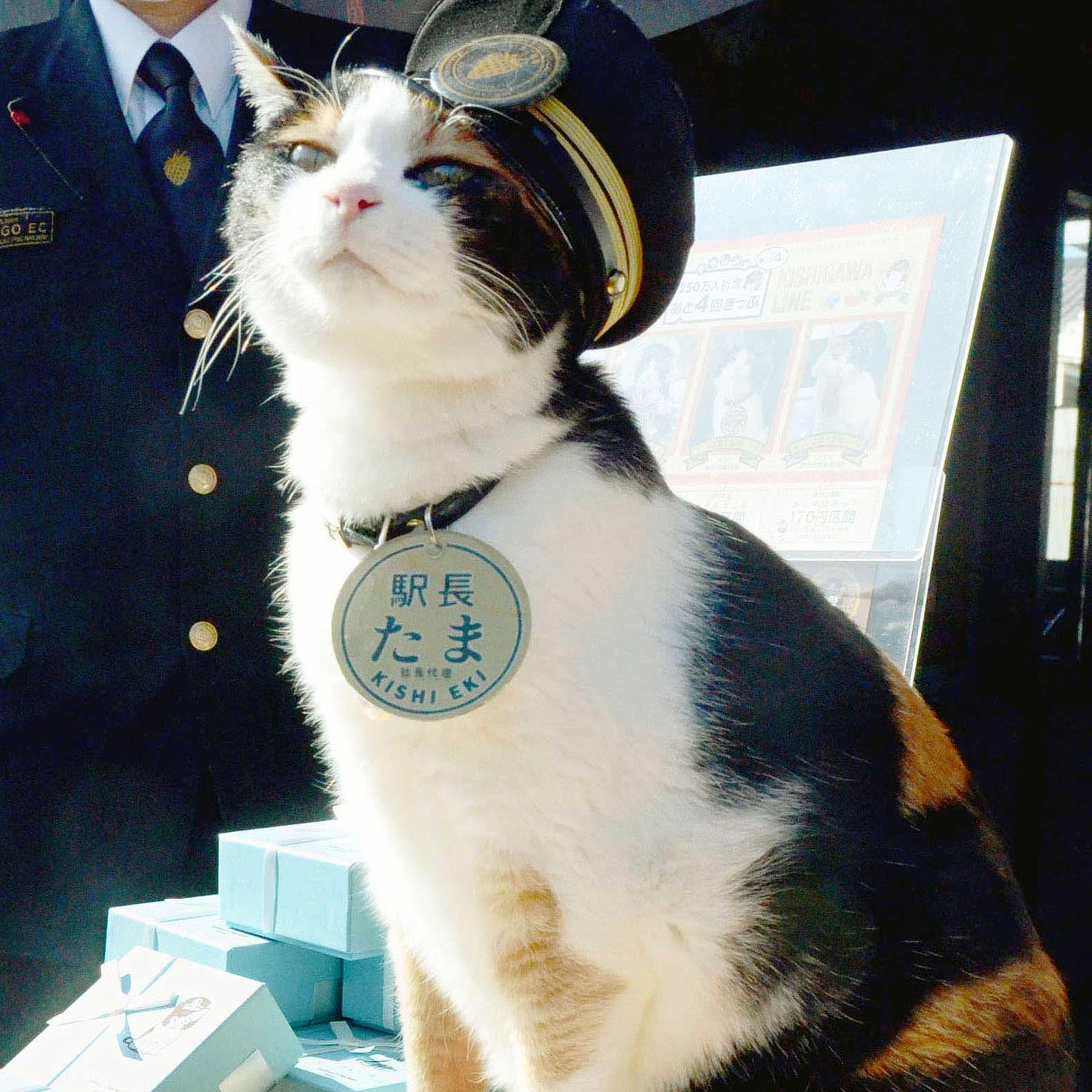 Cat stationmaster Tama, superstar in western Japan, dies