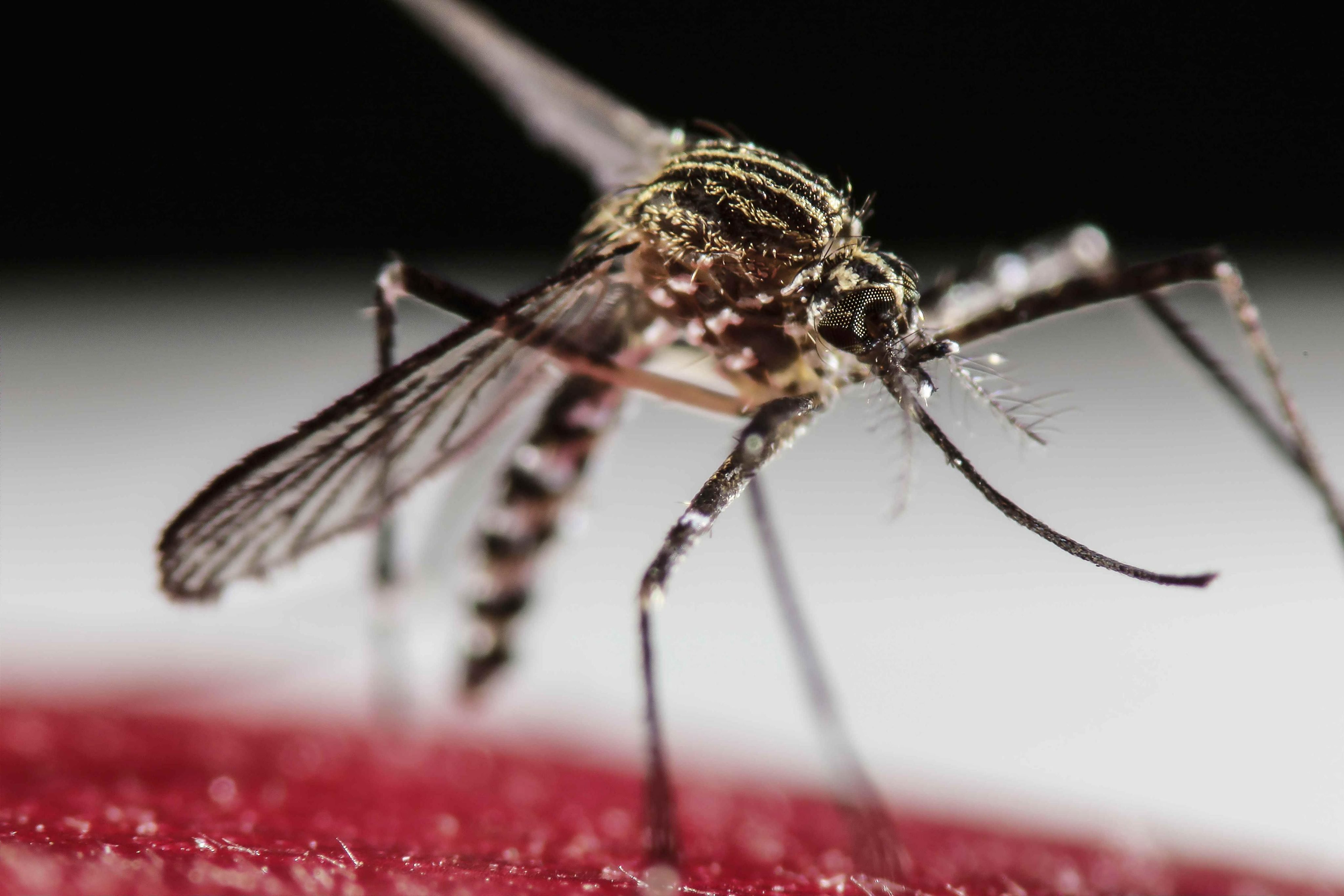 The Aedes Aegypti mosquito photographed in San Jose, Costa Rica on Jan. 30, 2016.