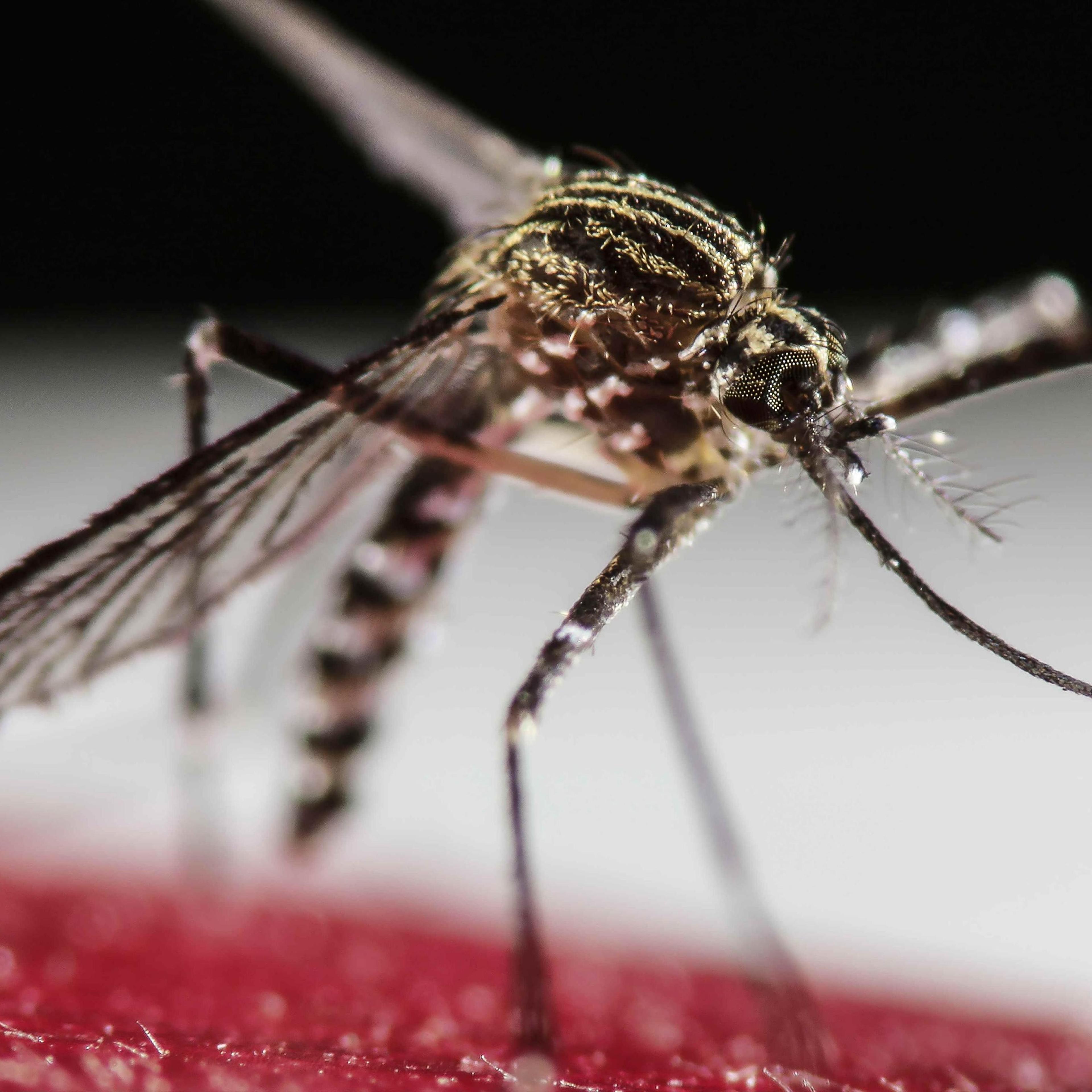 The Aedes Aegypti mosquito photographed in San Jose, Costa Rica on Jan. 30, 2016.
