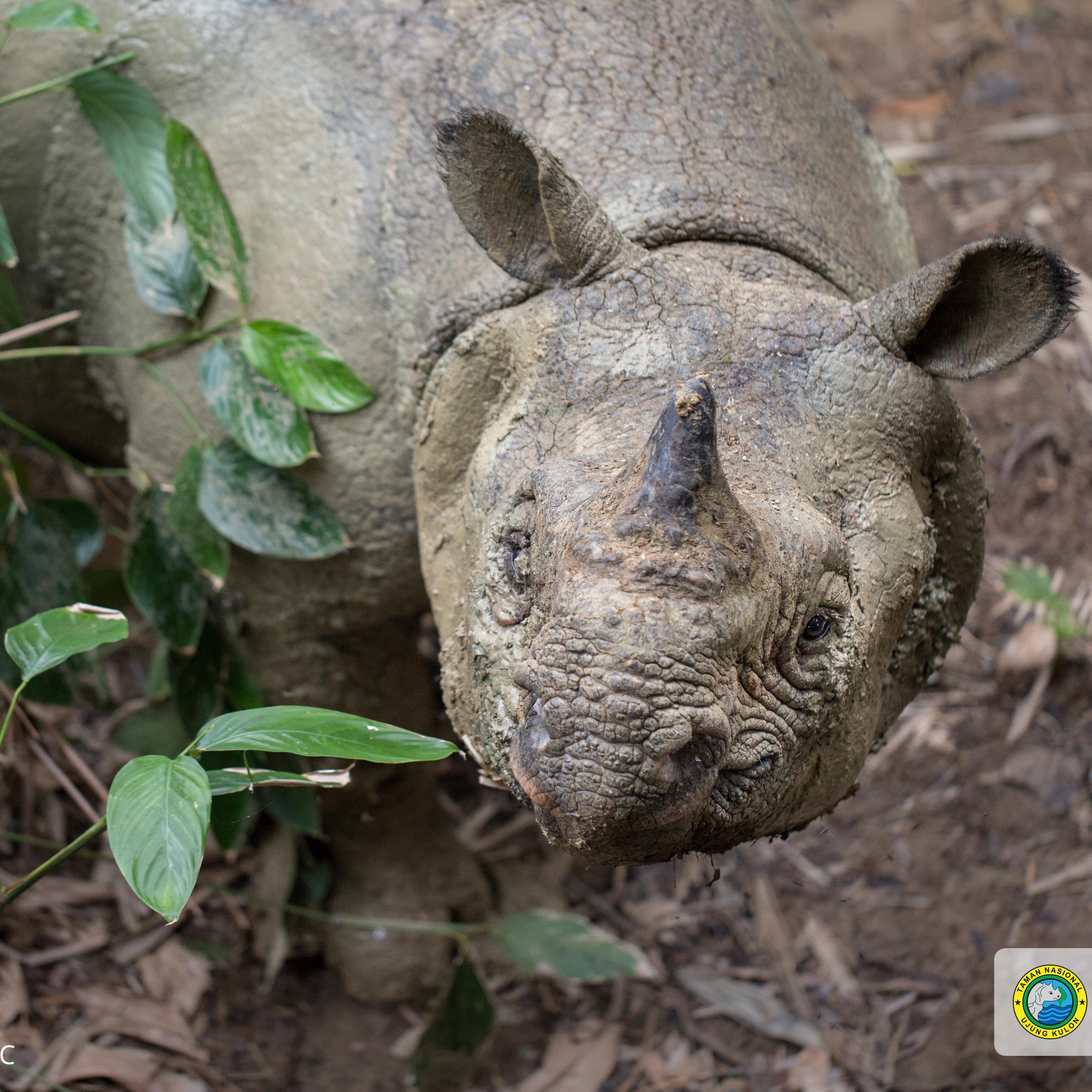 A rare Javan rhino is seen wallowing in mud in Indonesia’s Ujung Kulon National Park in October 2018.