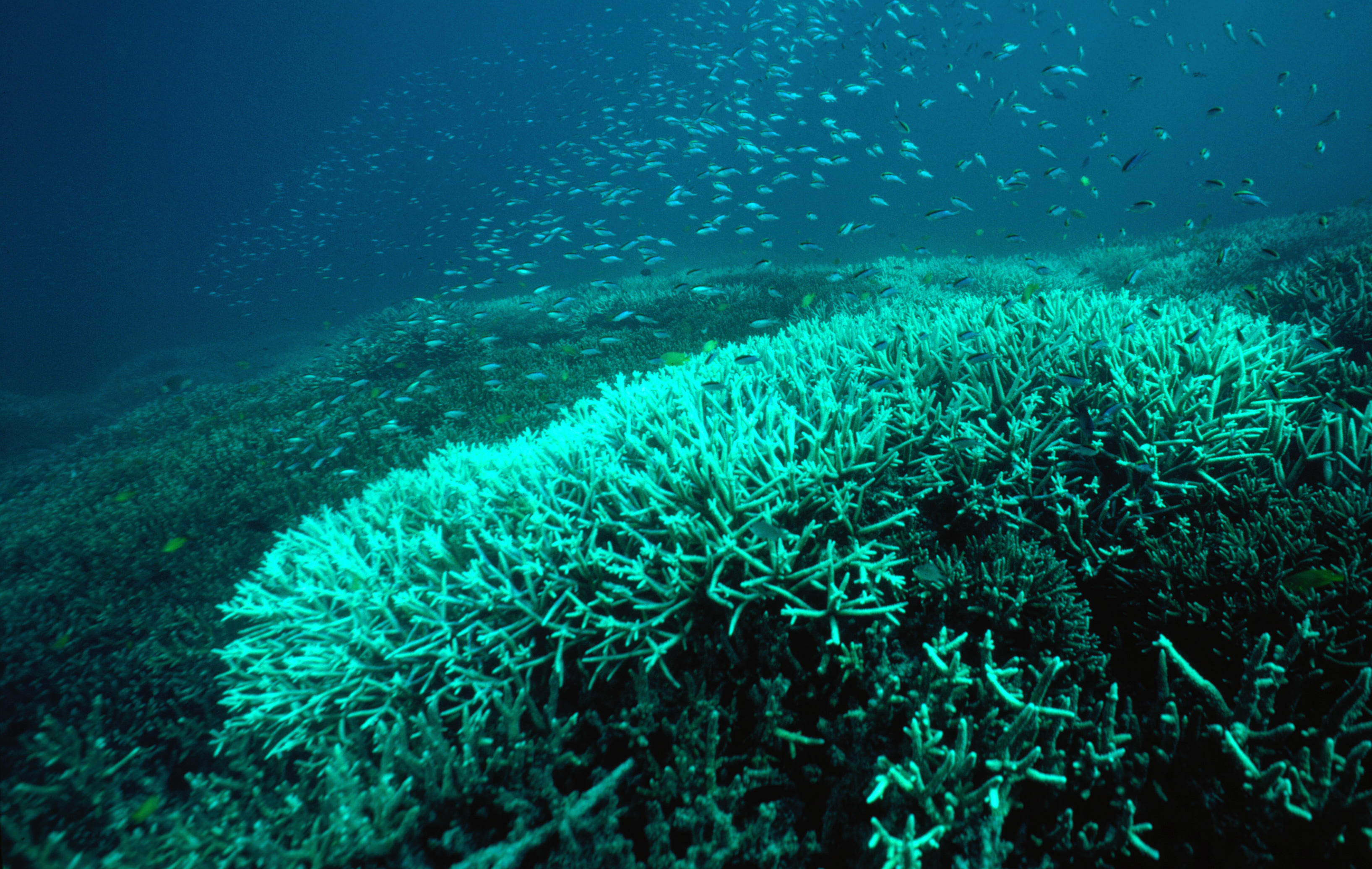 Bleached coral occurs when extreme temperatures, increased UV rays, disease, chemicals, silinity and exposure to air and rain at extreme low tides occur - Great Barrier Reef, Queensland