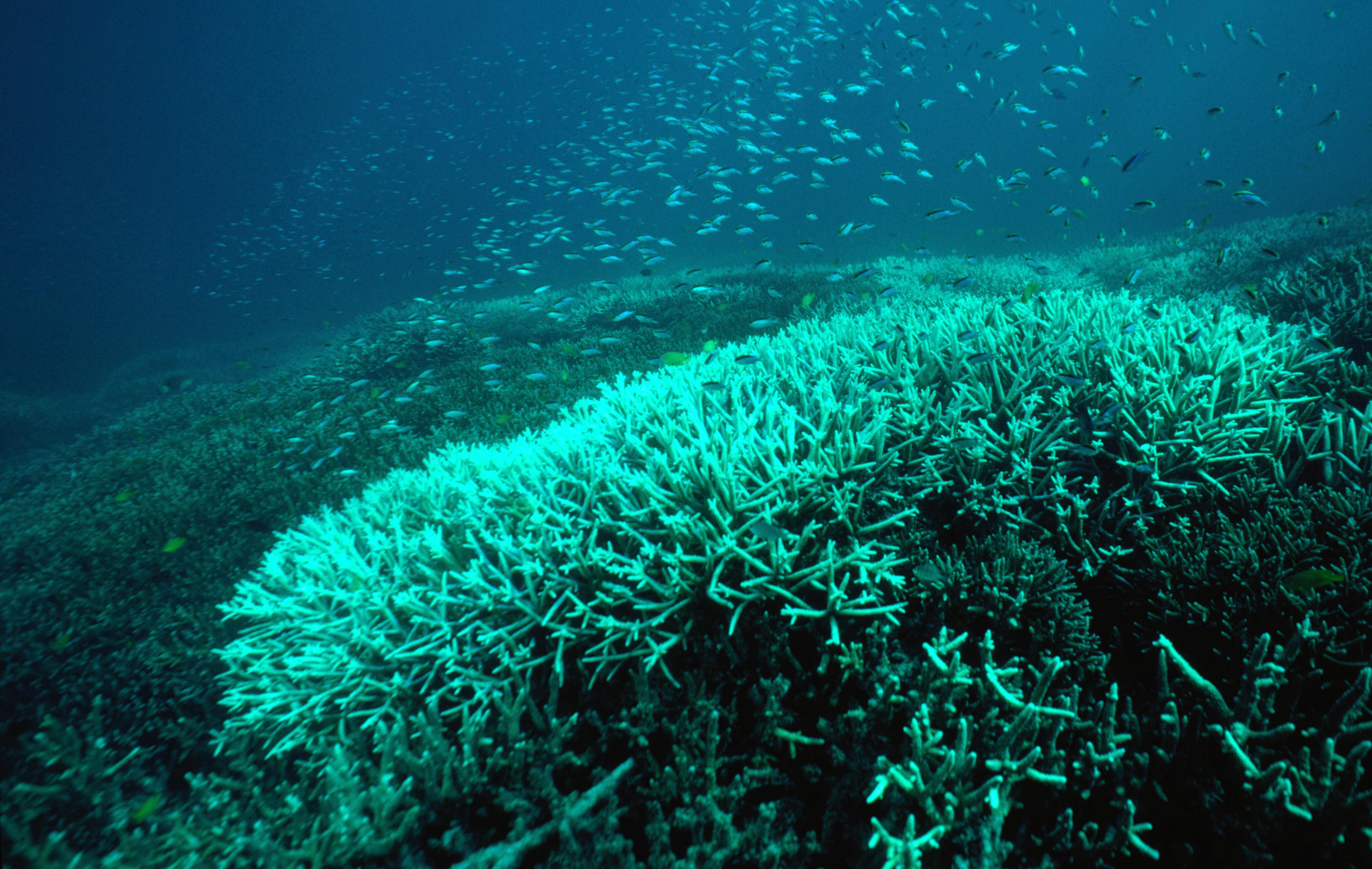 Bleached coral occurs when extreme temperatures, increased UV rays, disease, chemicals, silinity and exposure to air and rain at extreme low tides occur - Great Barrier Reef, Queensland