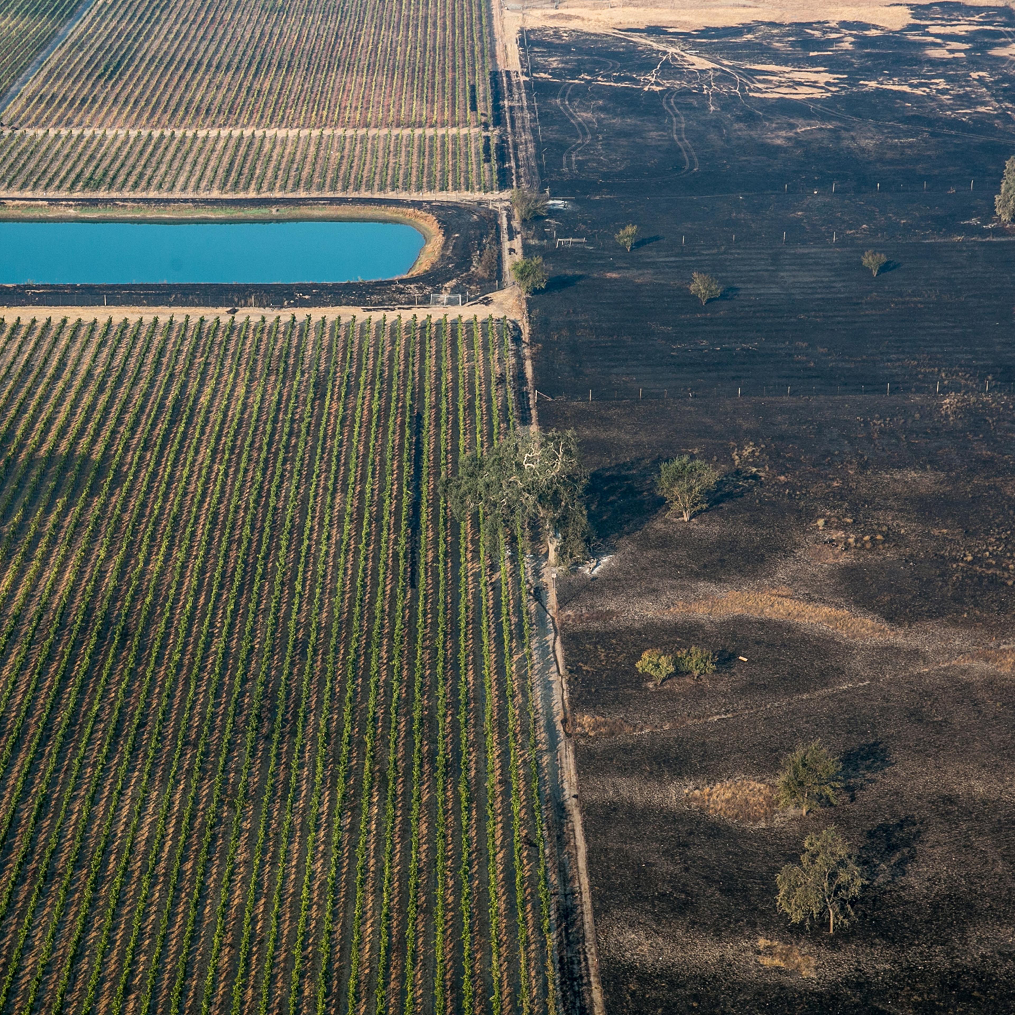 An aerial photo shows the wildfire burning itself out at the edge of grape vineyard on Oct. 11, 2017, in Santa Rosa, California.