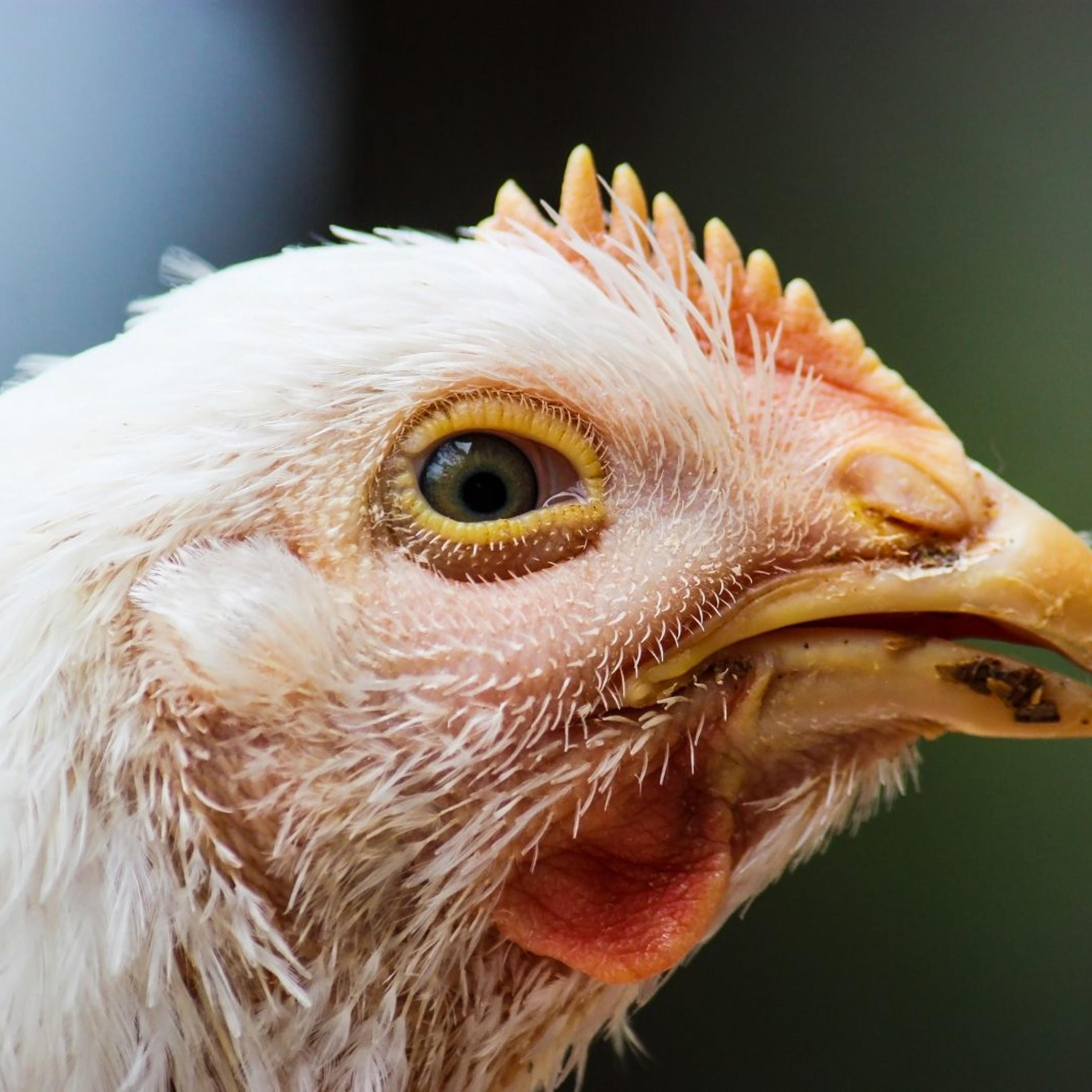 chicken head in profile view