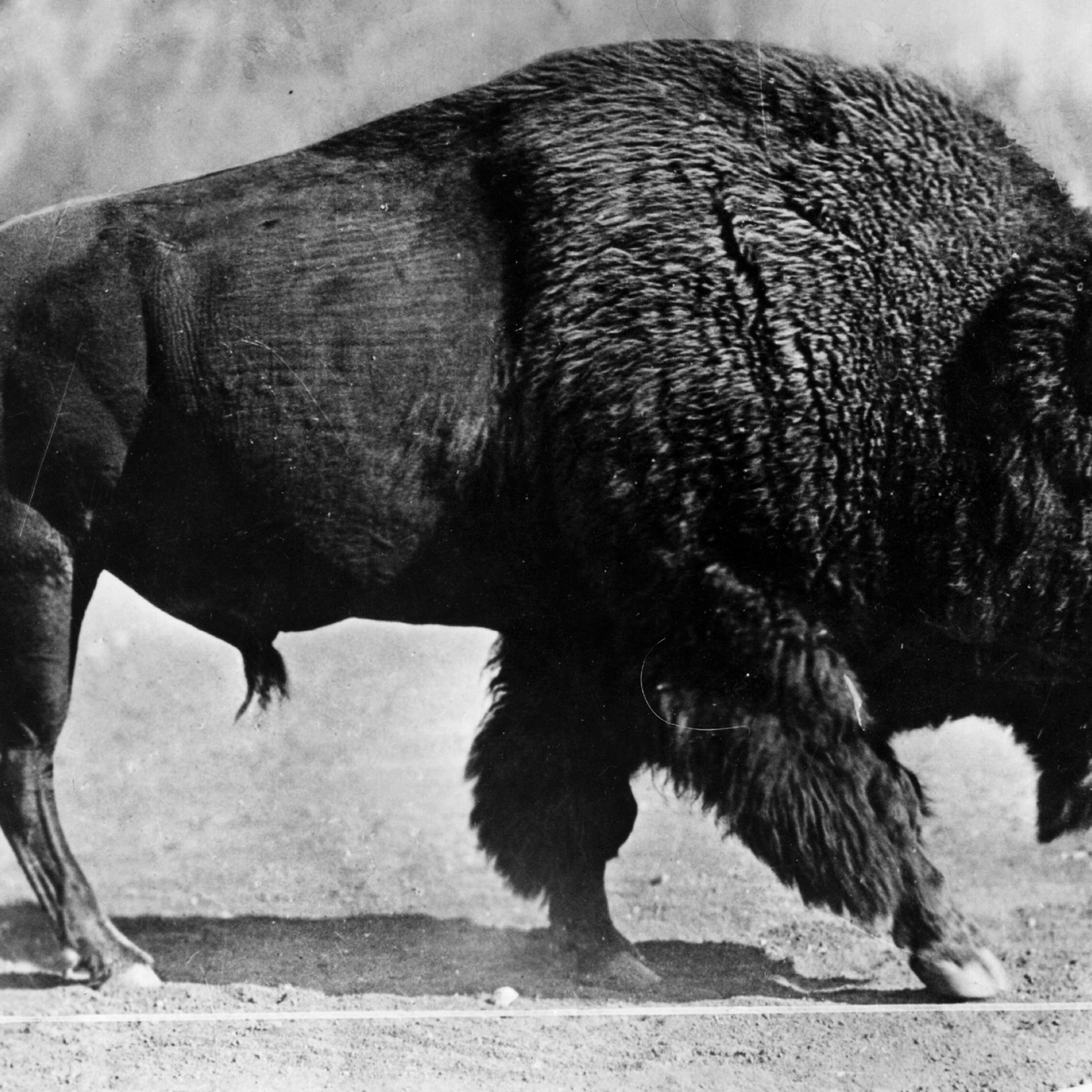 An American bison, circa 1930.