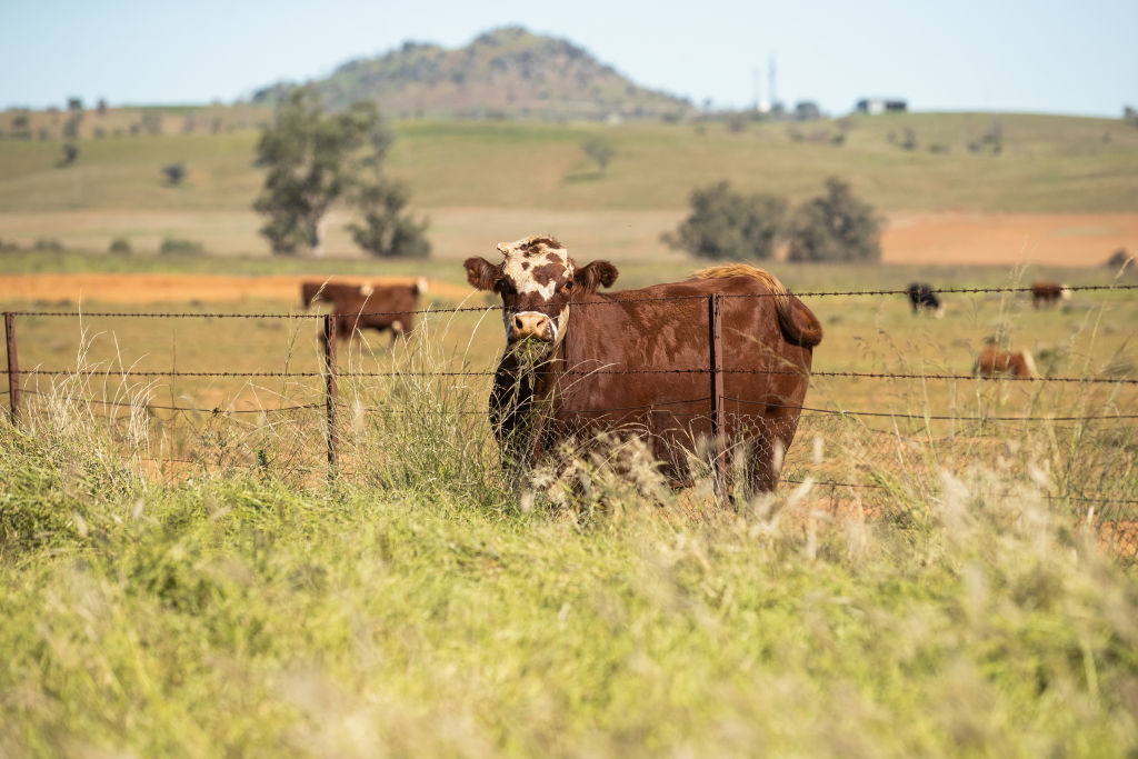 Regional NSW Shows Signs Of Recovery Post Drought And Bushfires