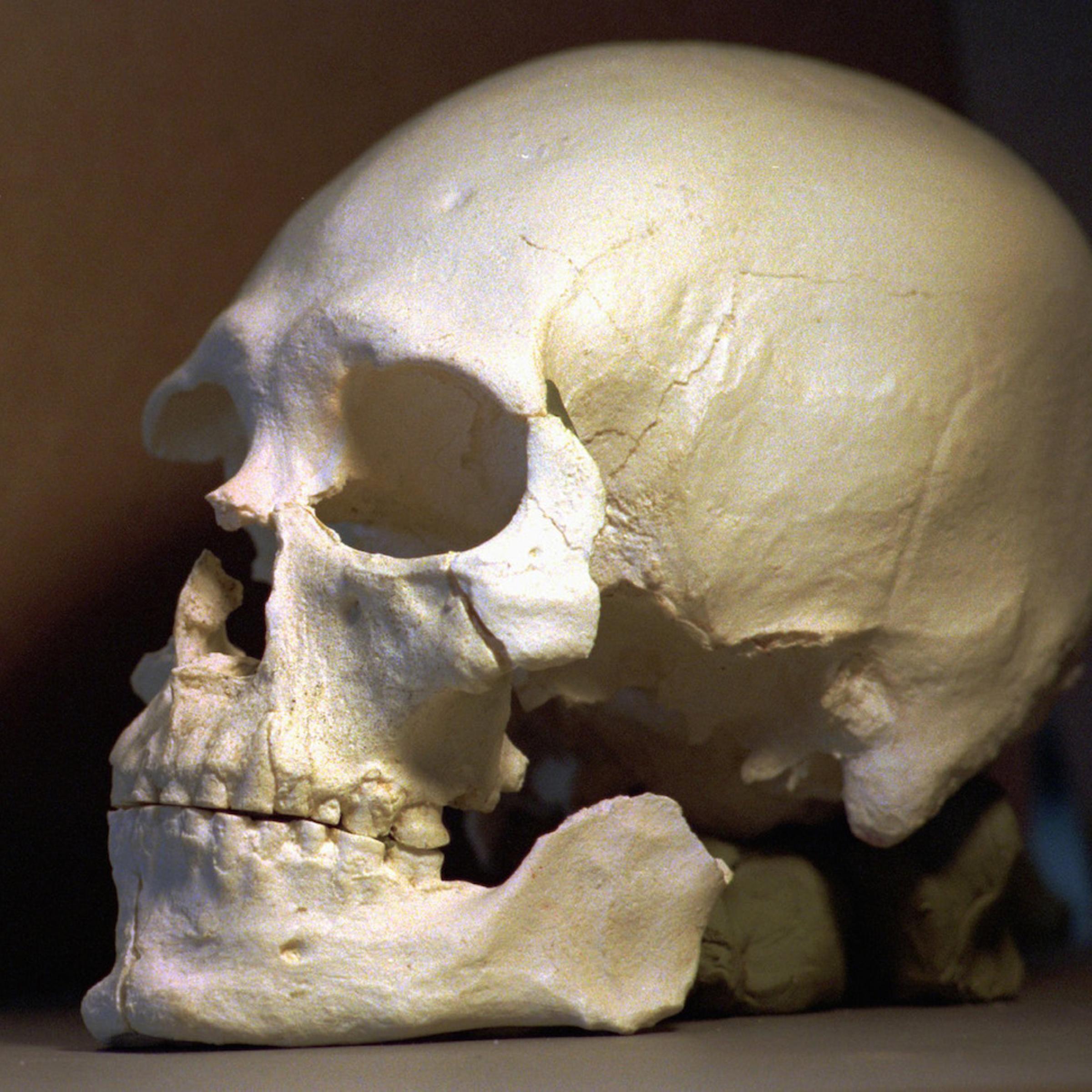 KENNEWICK MAN SKULL