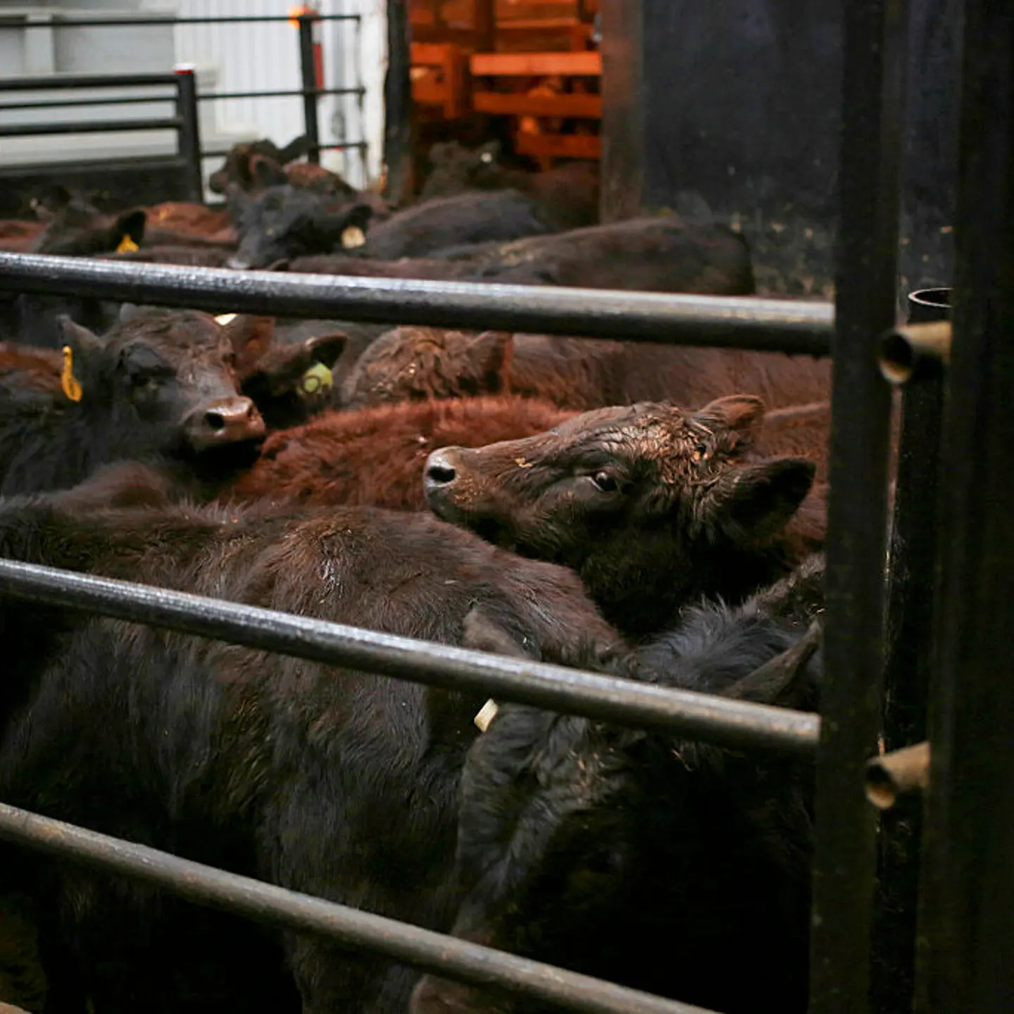 Cattle Auction At The Kentucky-Tennessee Livestock Market