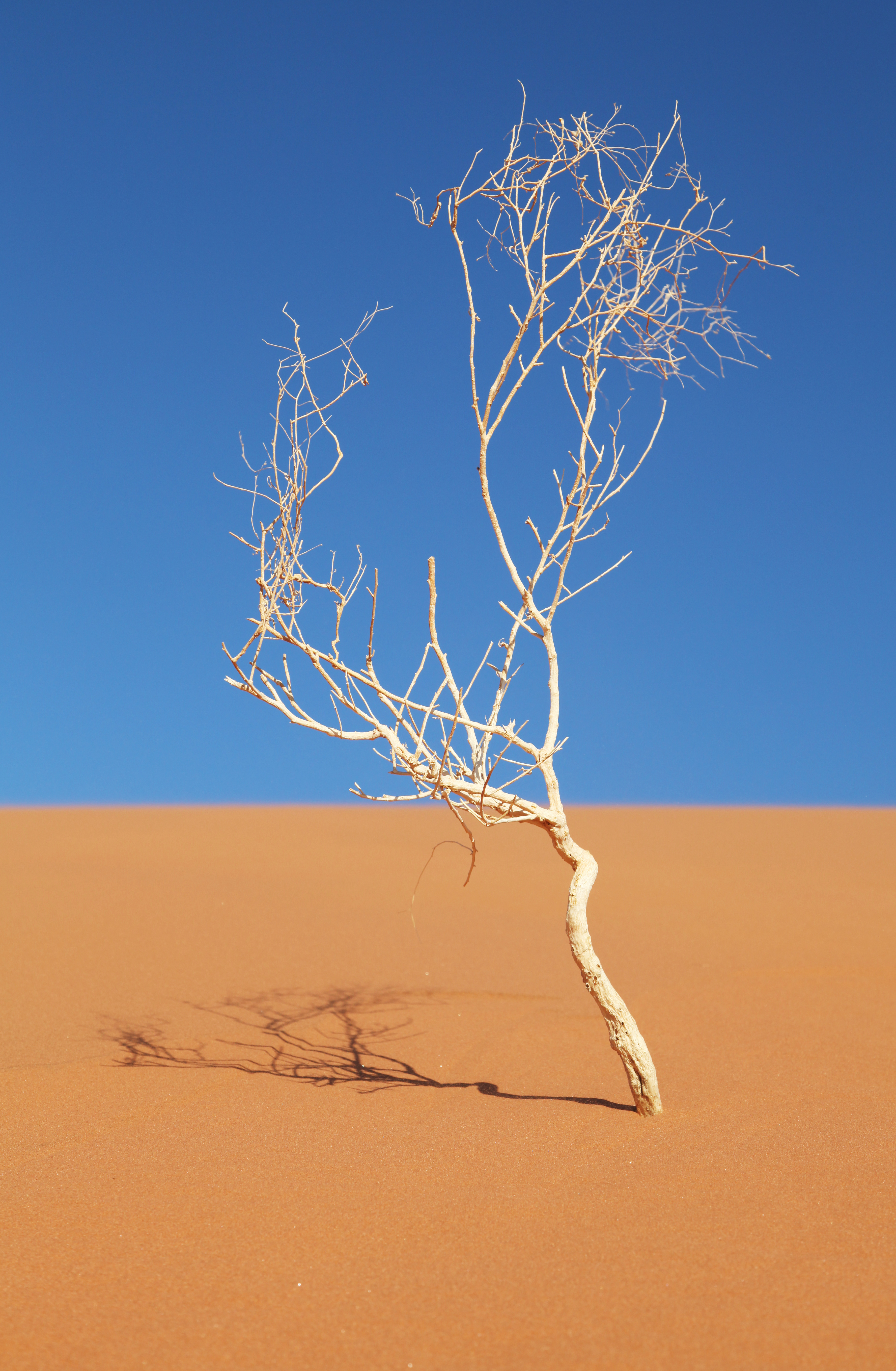 climate change tree