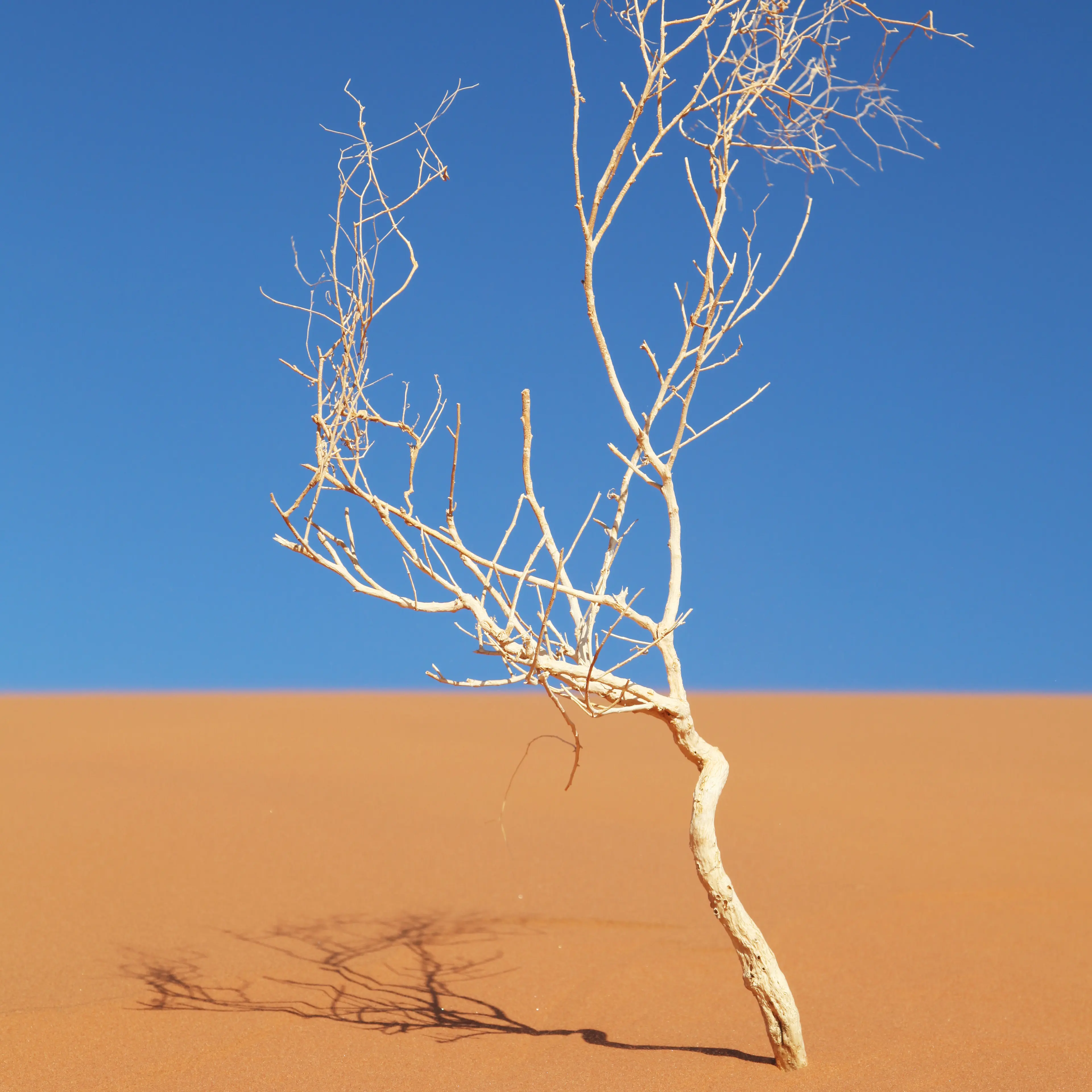 climate change tree