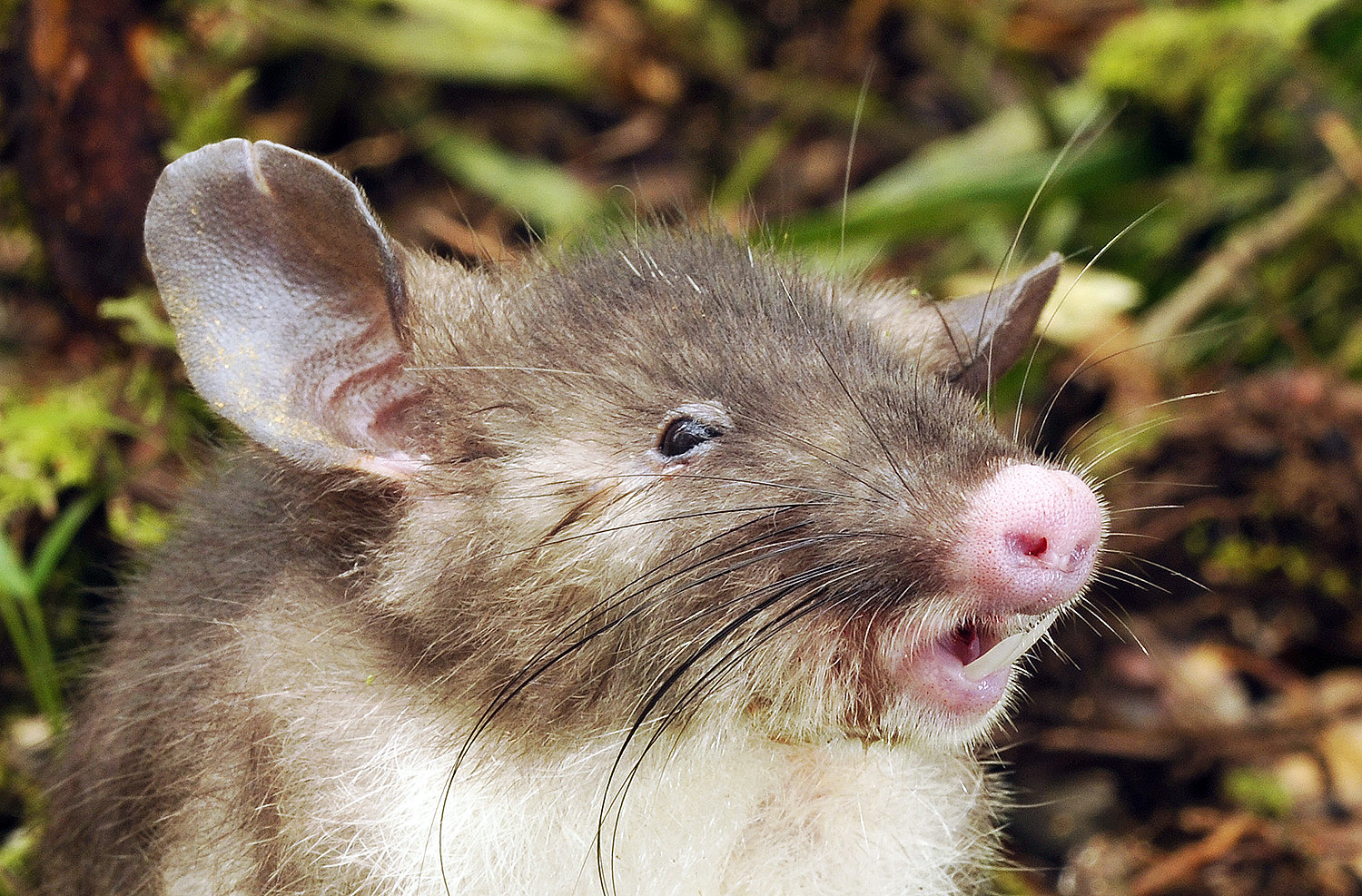 This newly discovered species of rat is called <i>Hyorhinomys stuempkei</i>, or the hog-nosed rat