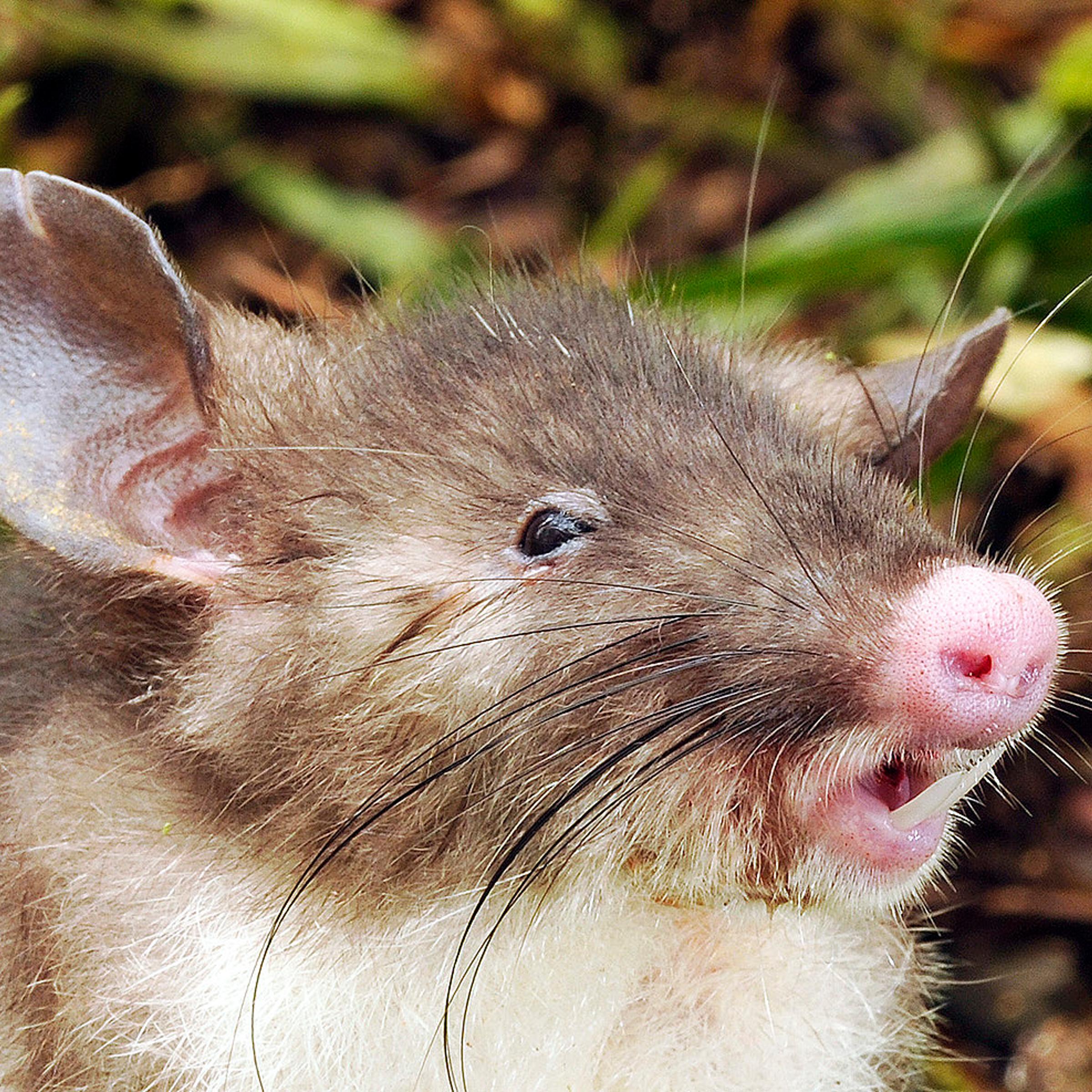 This newly discovered species of rat is called <i>Hyorhinomys stuempkei</i>, or the hog-nosed rat