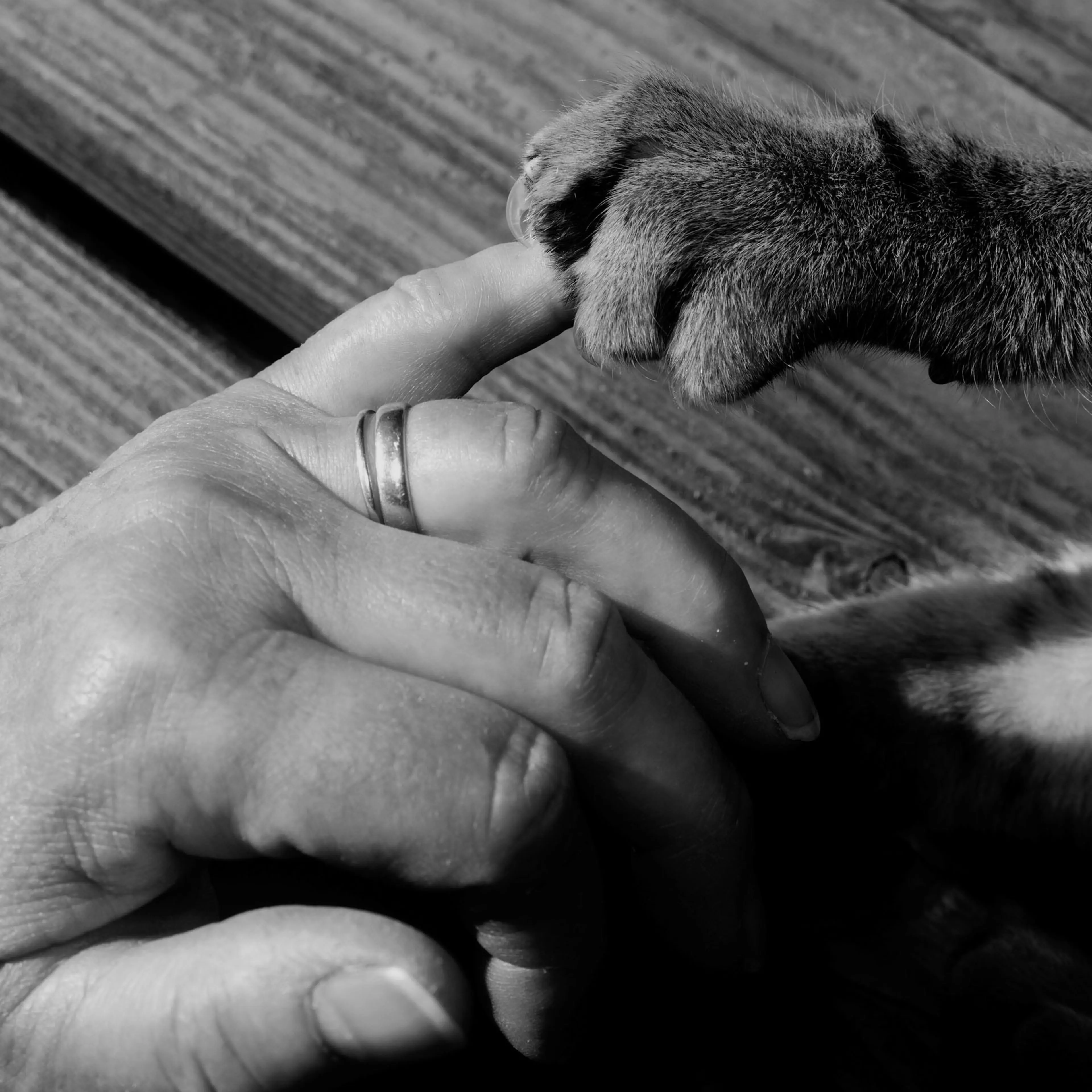 Human hand and cat paw