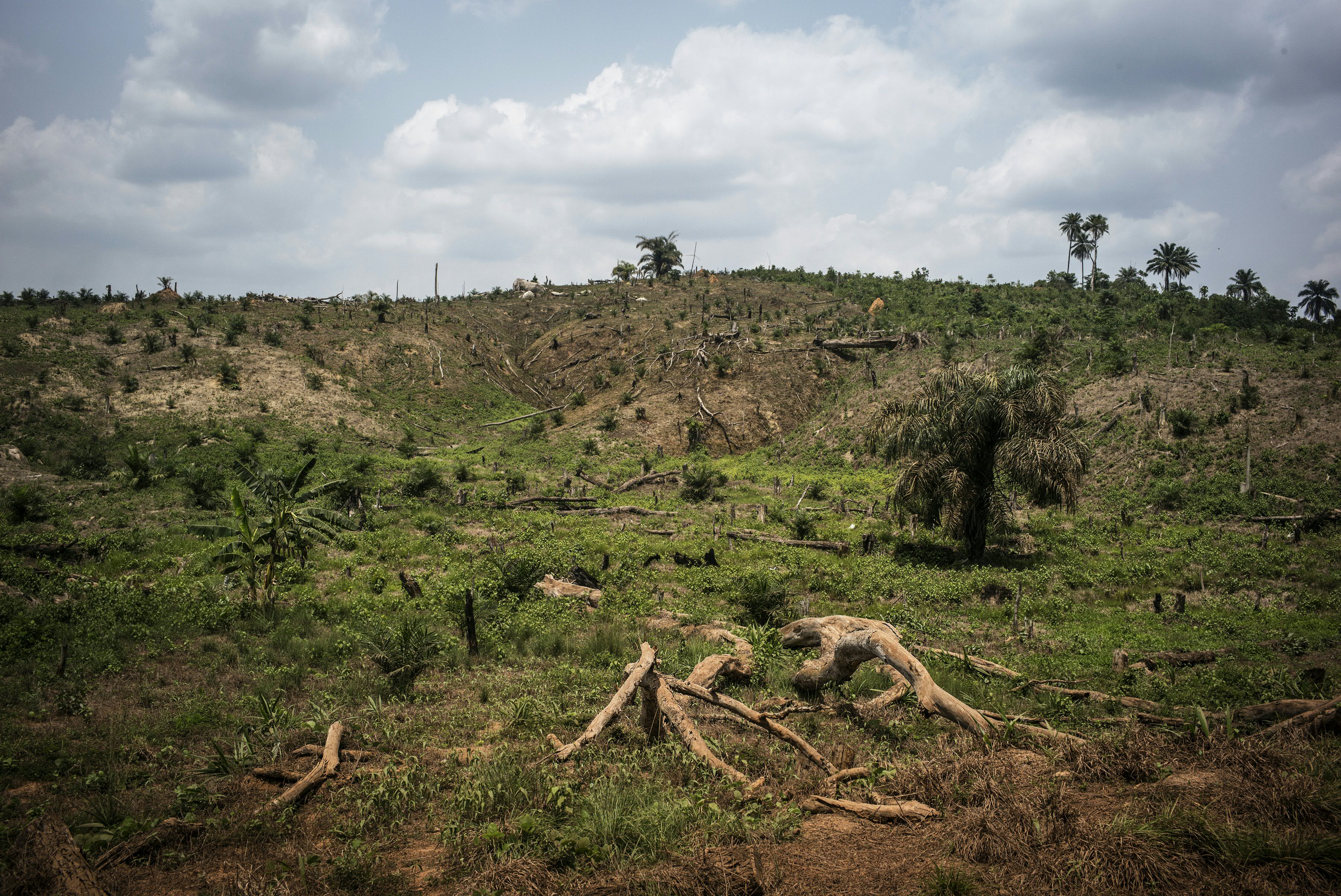 LIBERIA-ENVIRONMENT-PALM-OIL