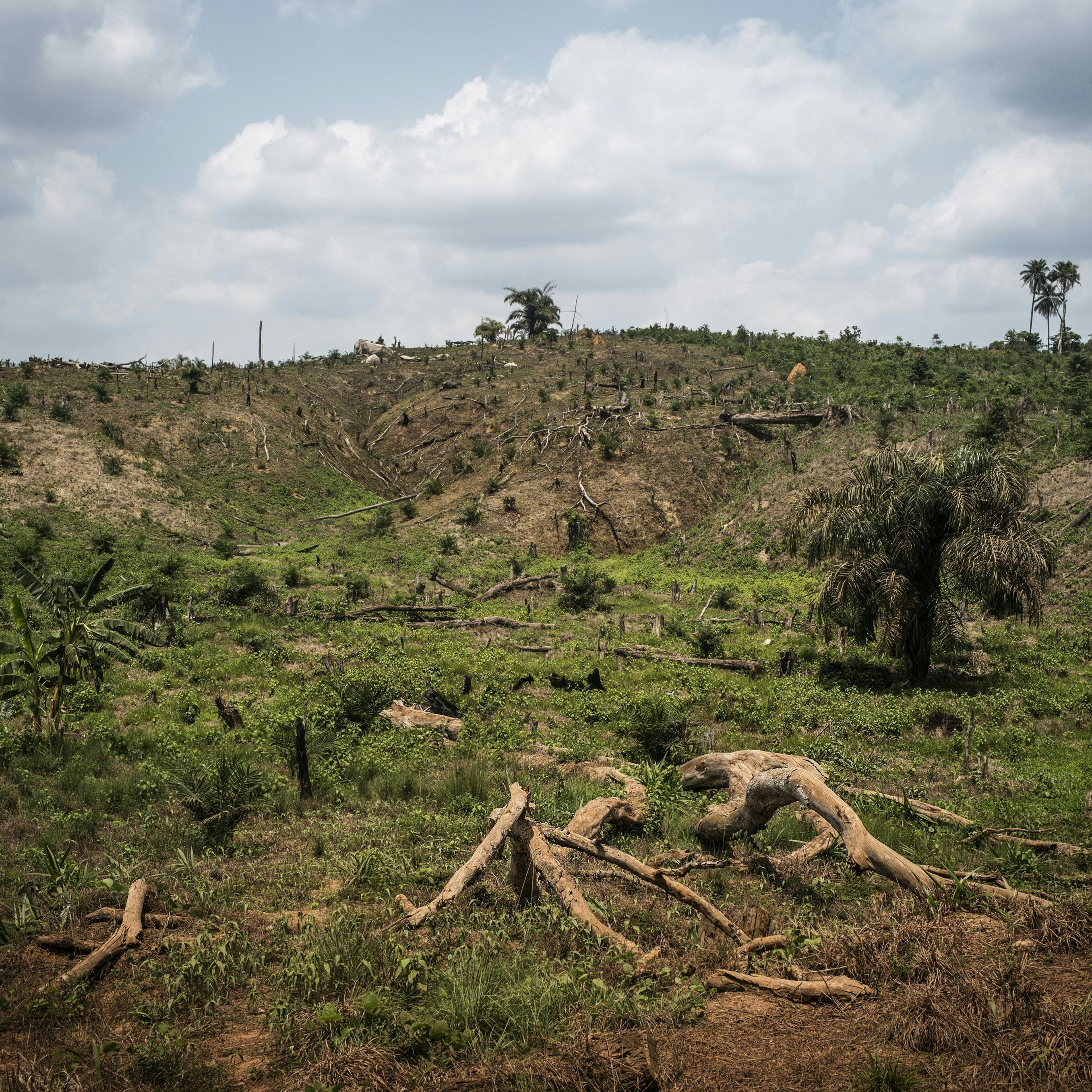 LIBERIA-ENVIRONMENT-PALM-OIL