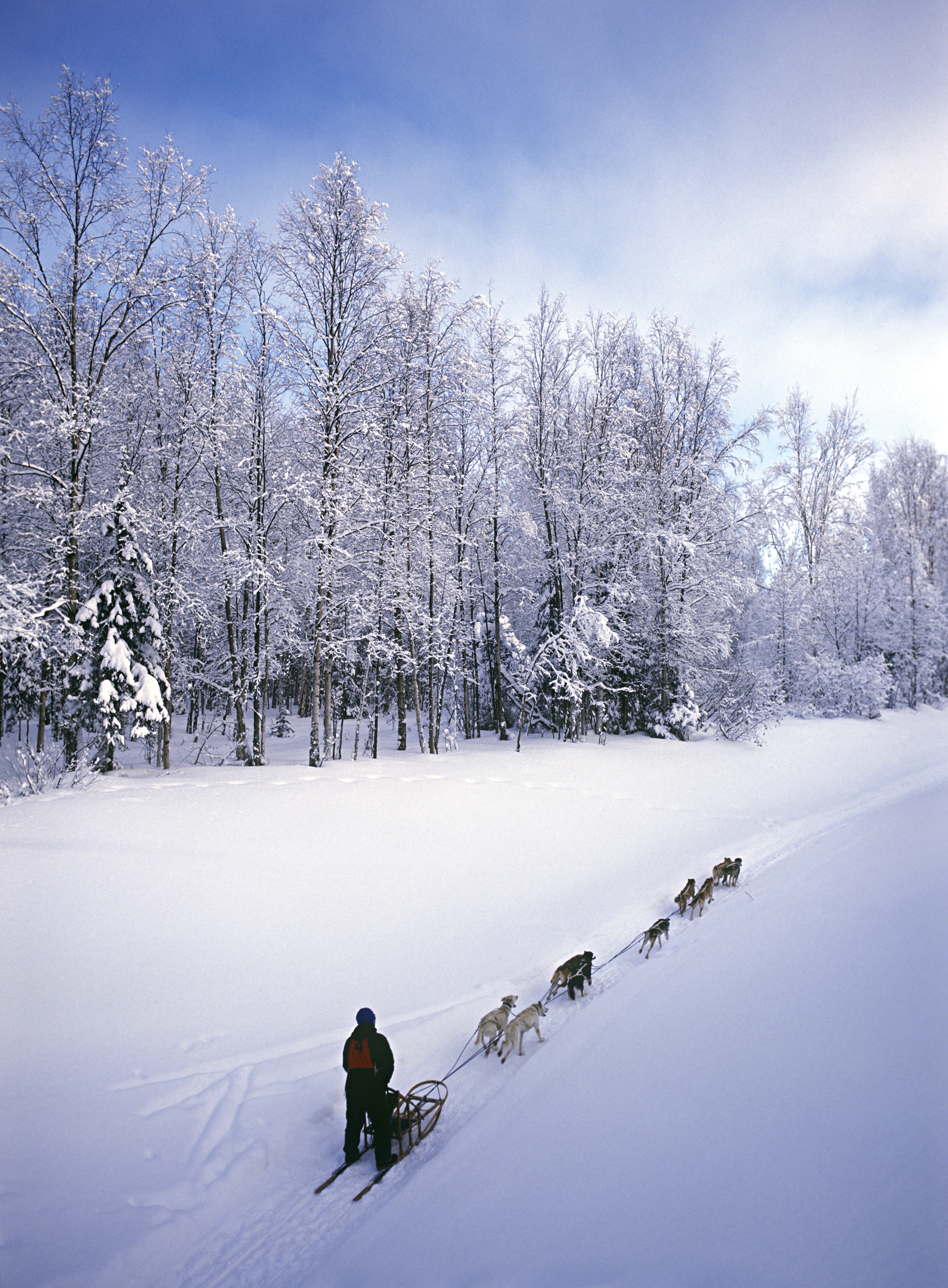 alaska-sled-dogs