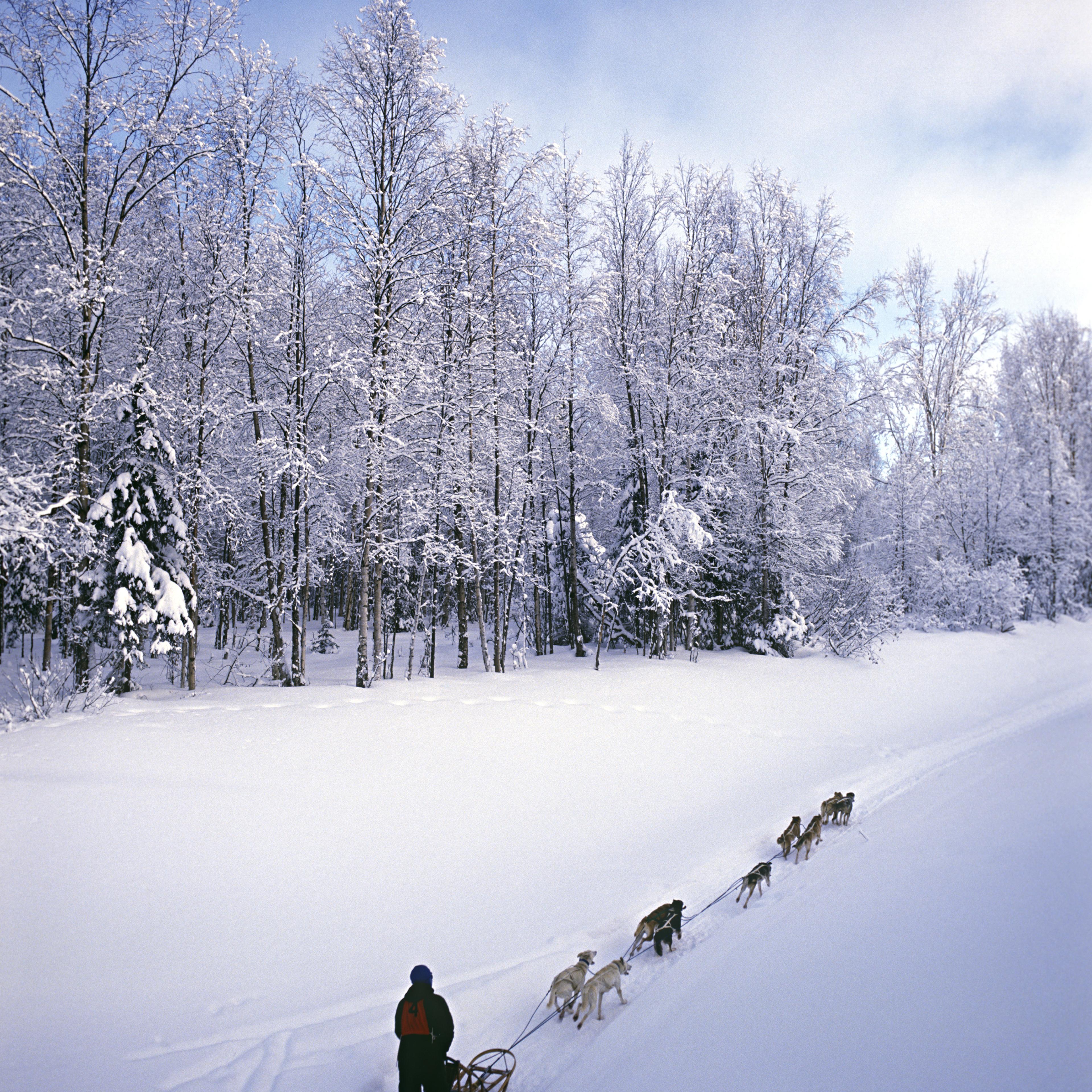 alaska-sled-dogs