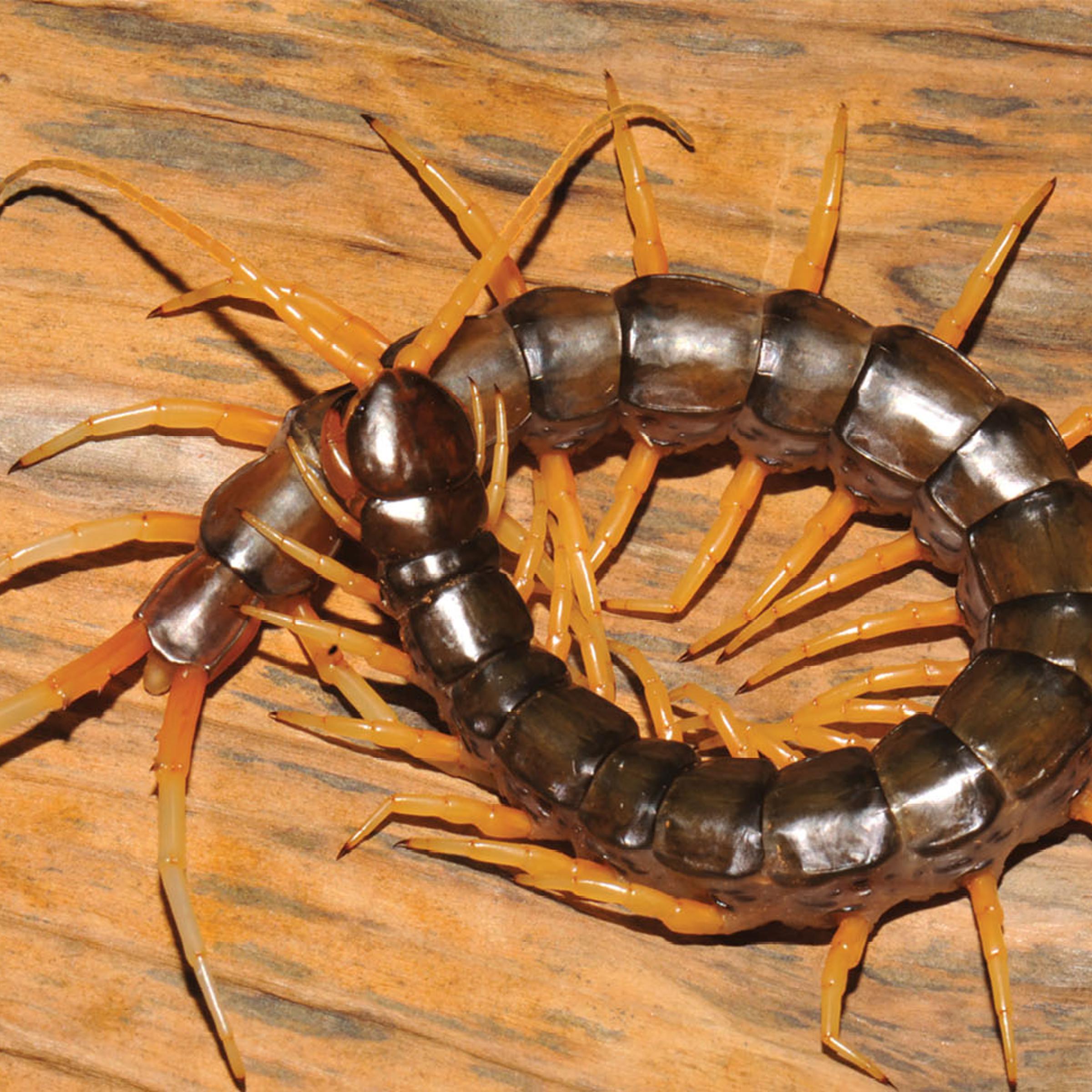 Scolopendra cataracta centipede
