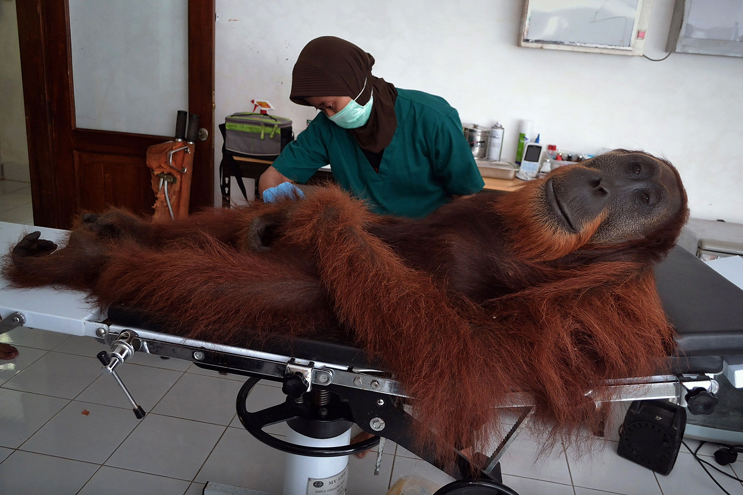 A veterinary staff member of the Sumatran Orangutan Conservation Programme center conducts medical examinations on a 14-year-old male orangutan found with air gun metal pellets embedded in his body in Sibolangit district in northern Sumatra island, April