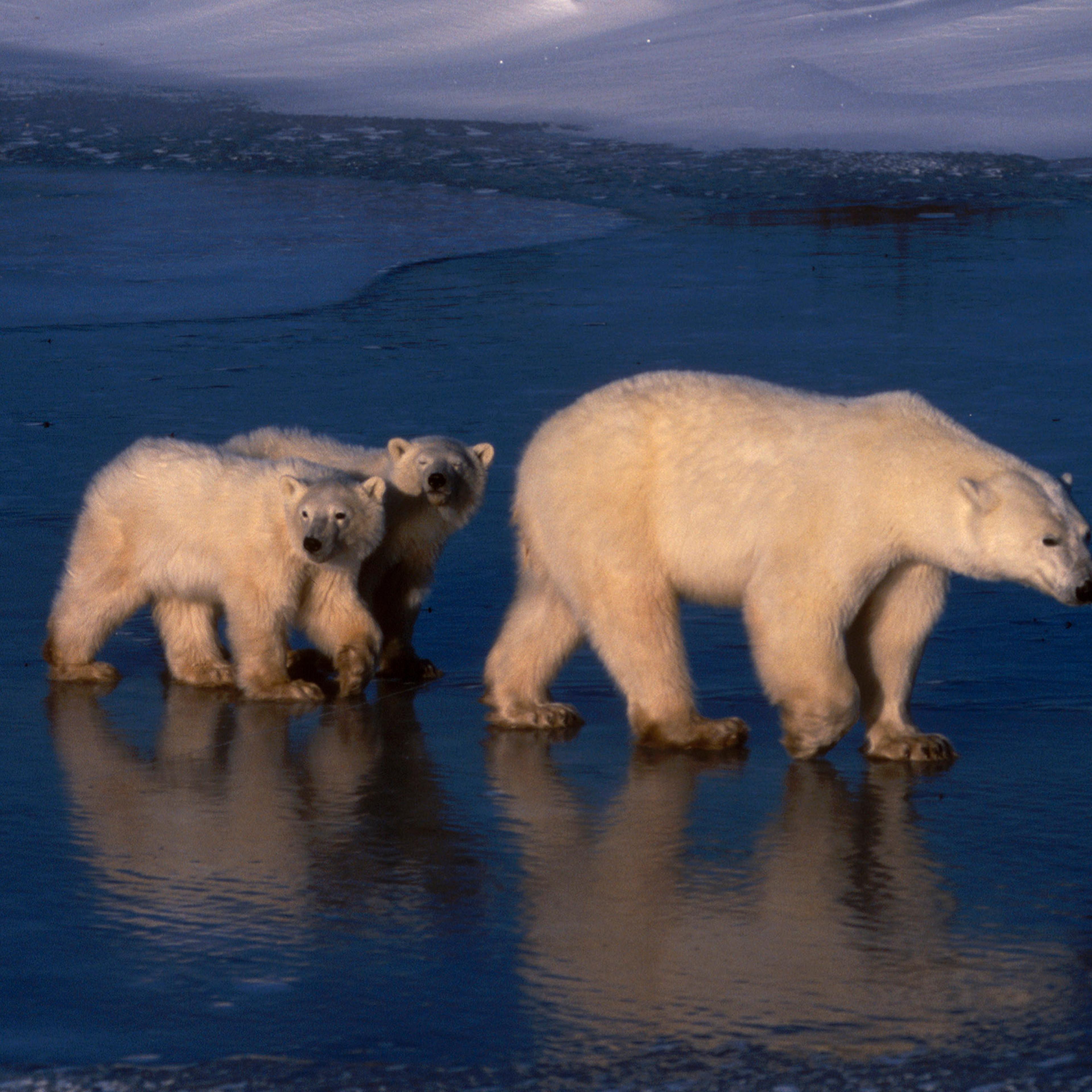 A pair of polar bear cubs following their mother on ice at Hudson Bay, Canada, from the opening episode of Discovery's "Planet Earth" series.