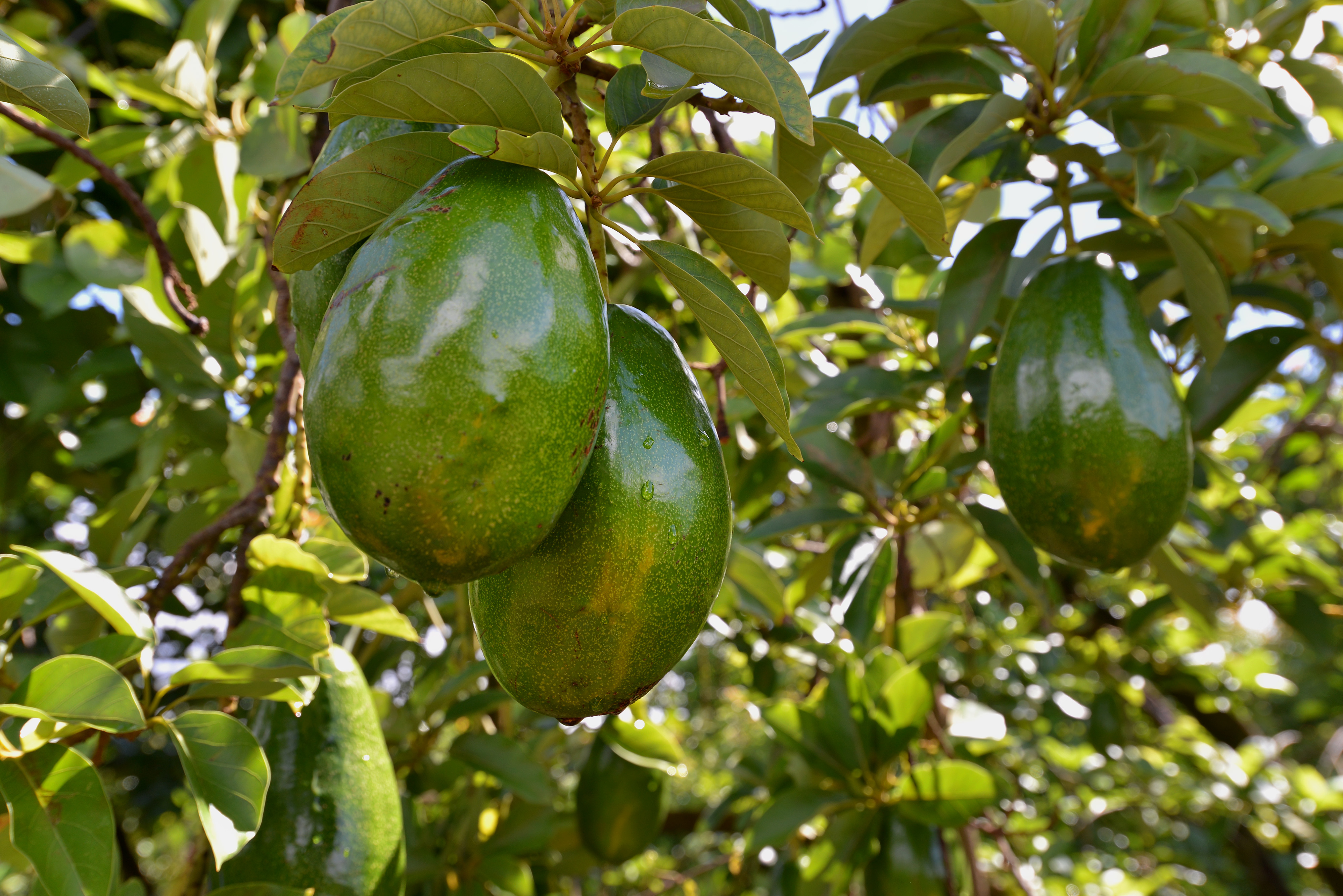 Nutrition of Avocado