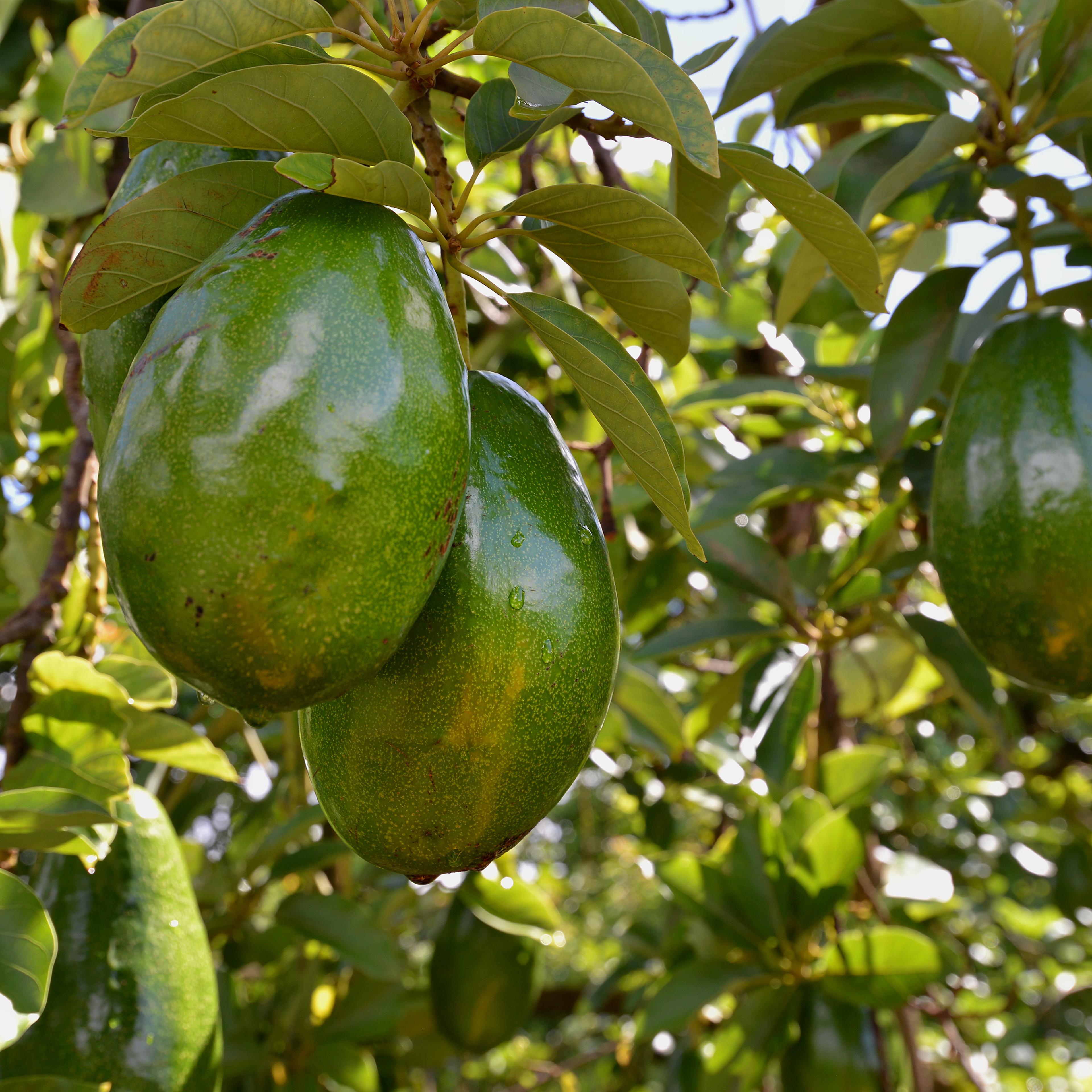 Nutrition of Avocado
