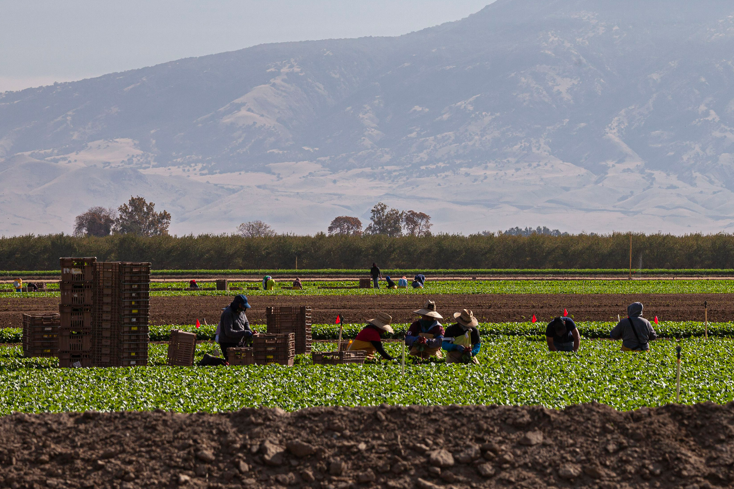 Farmworkers on farm near Bakersfield, Kern County, California, USA. 