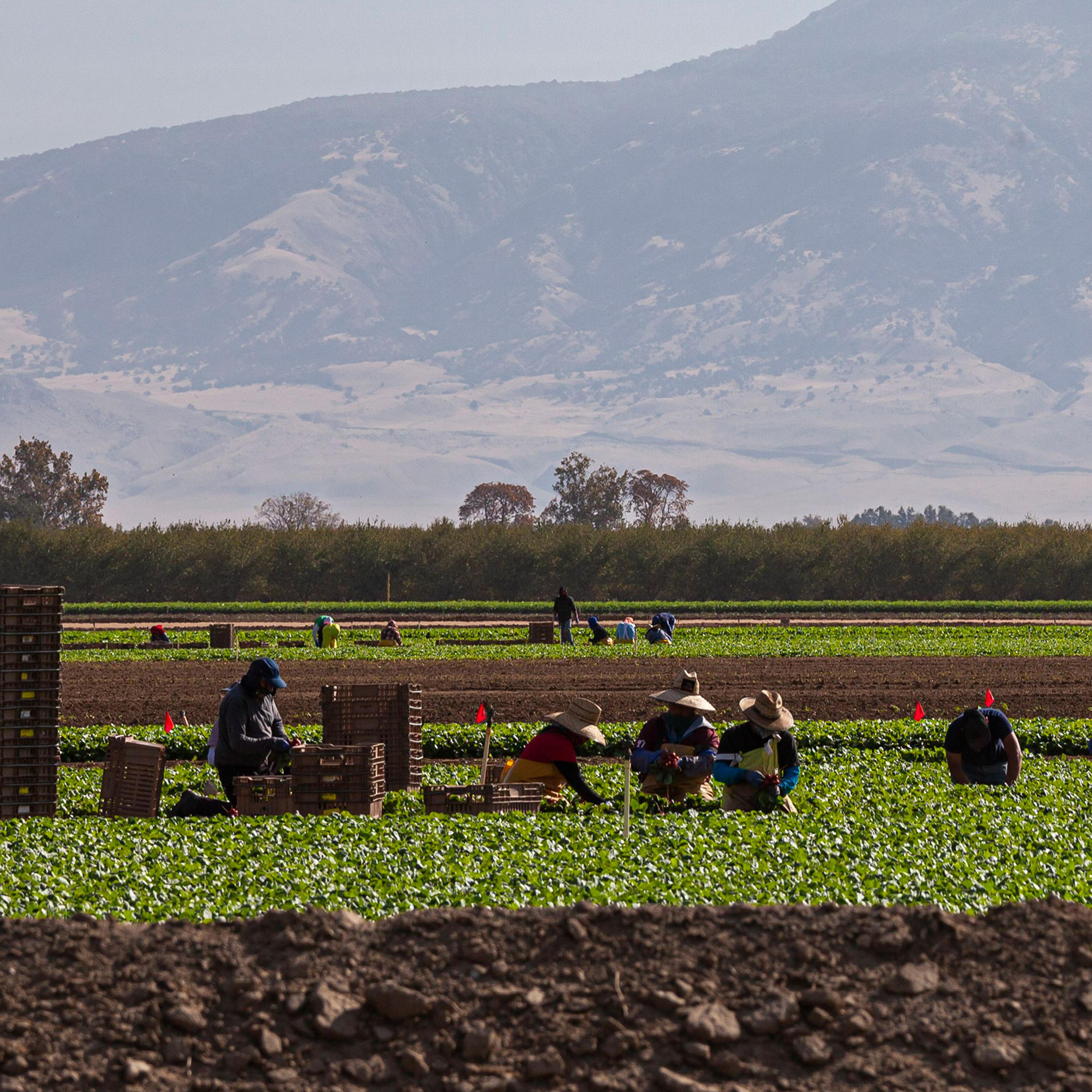 Farmworkers on farm near Bakersfield, Kern County, California, USA.
