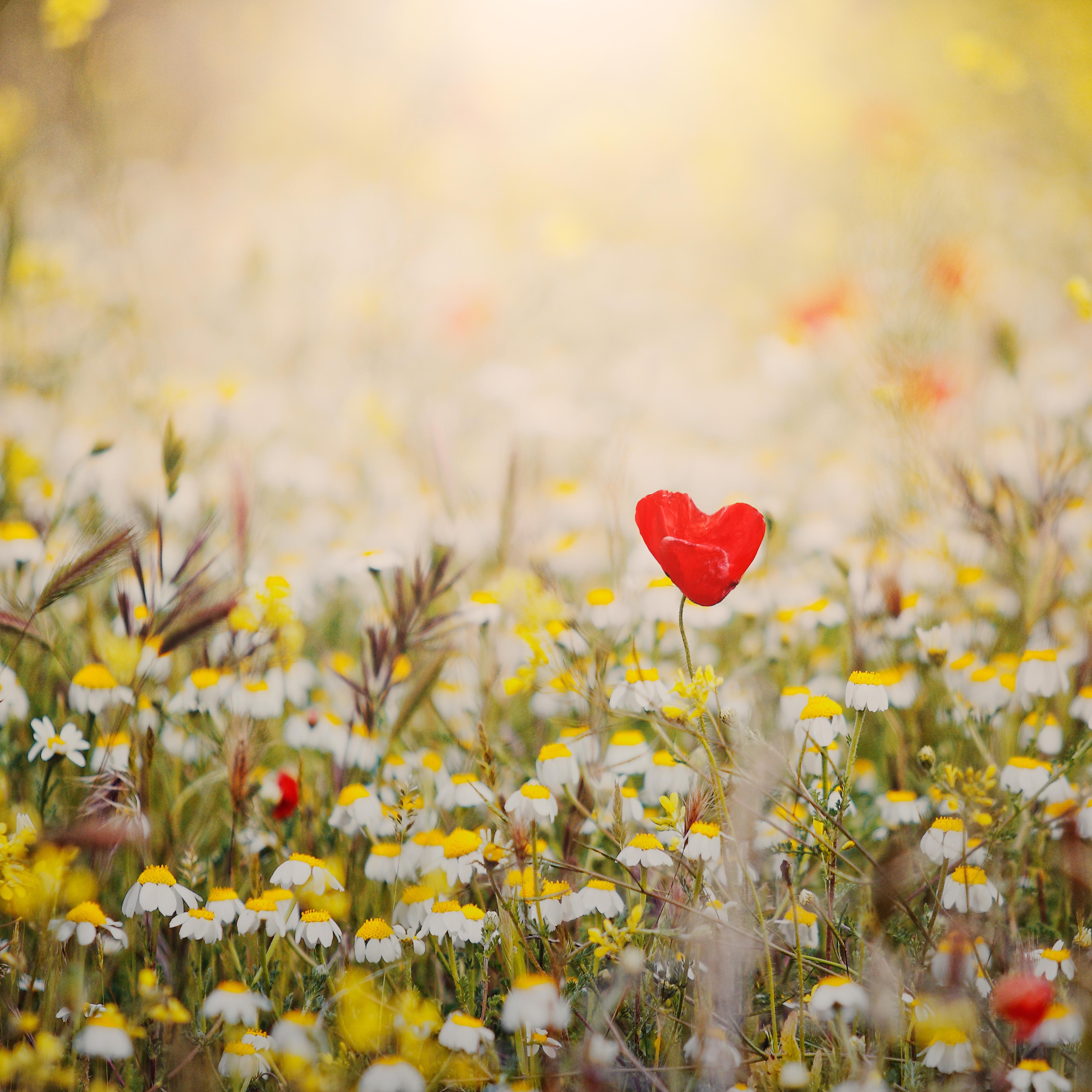 heart-shaped flower