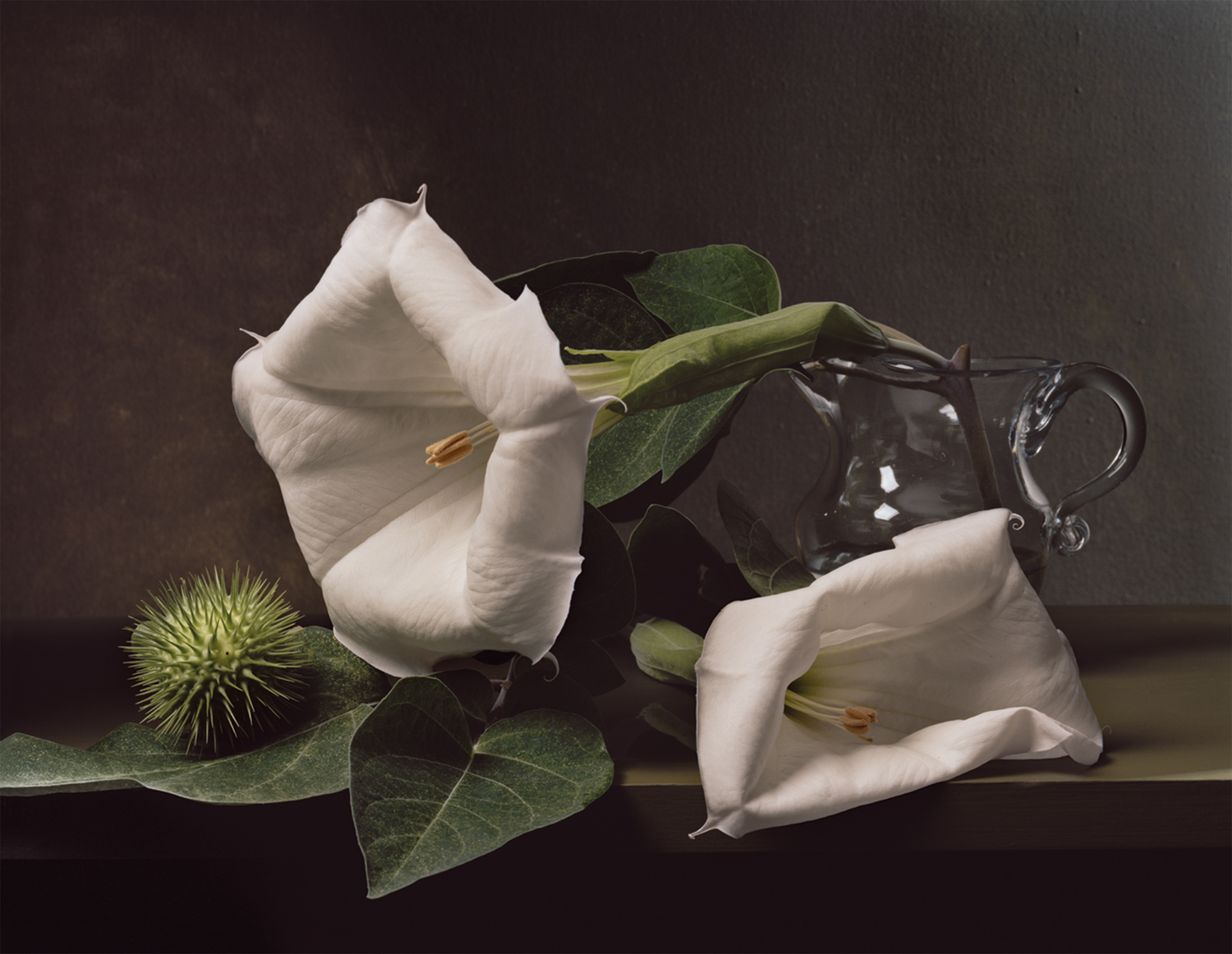 Plate 13 - Jimson Weed