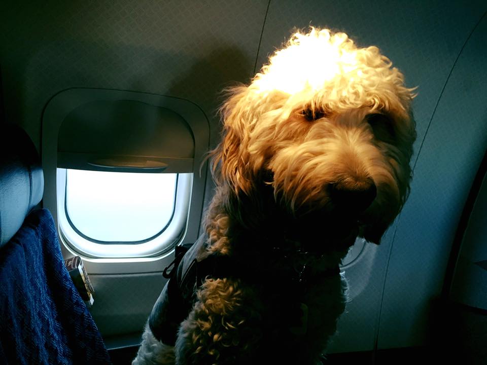 Bernie, author Jaime Hazan's service dog, in a plane on Sep. 7, 2016.
