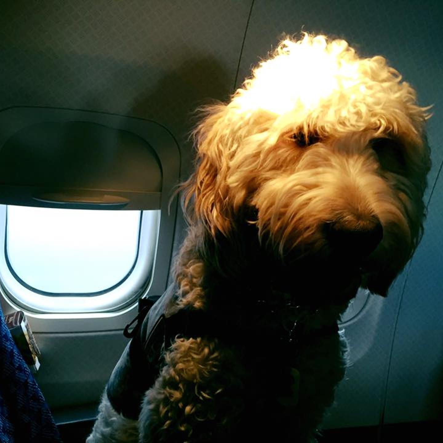 Bernie, author Jaime Hazan's service dog, in a plane on Sep. 7, 2016.