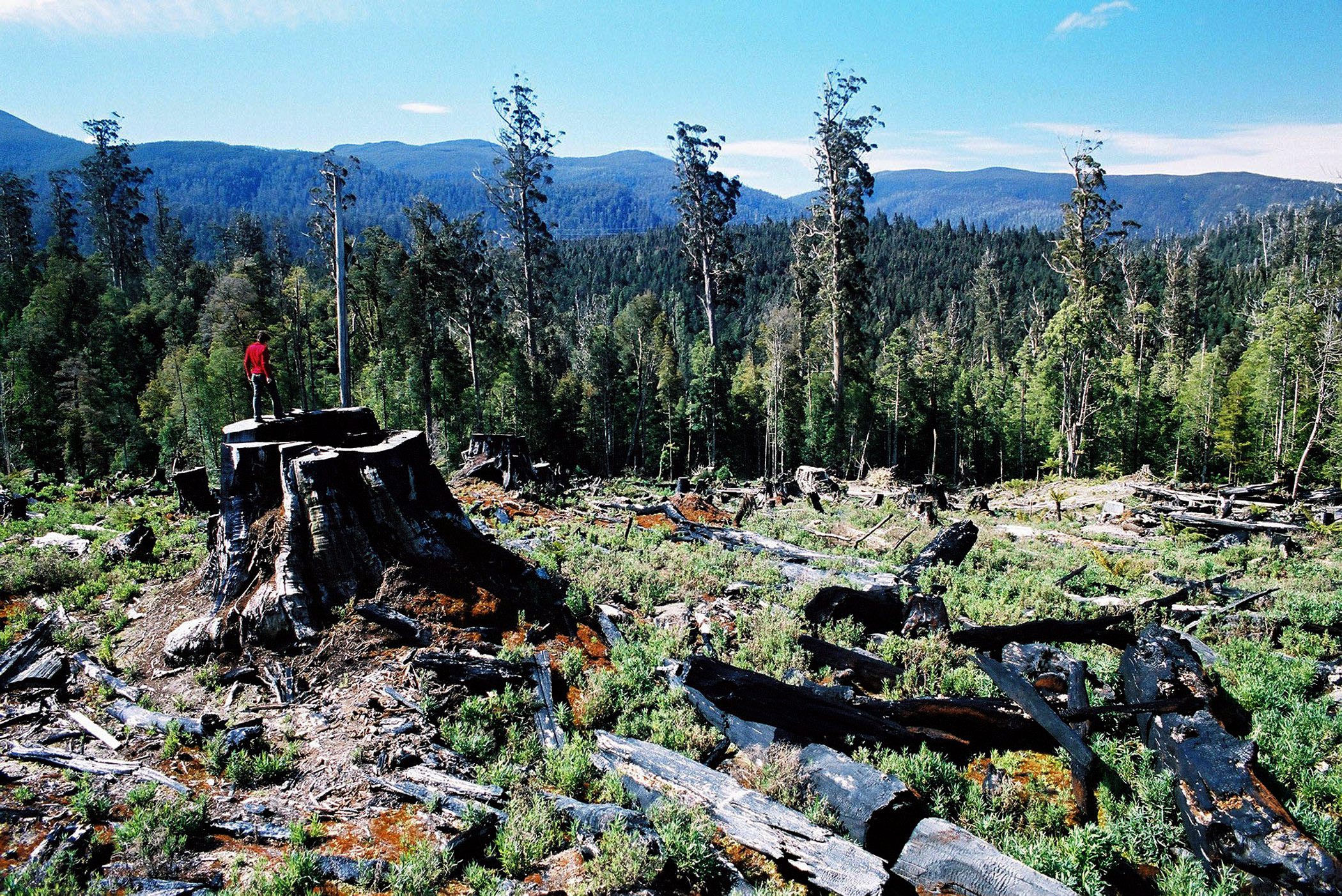 AUSTRALIA STYX FOREST GREENPEACE