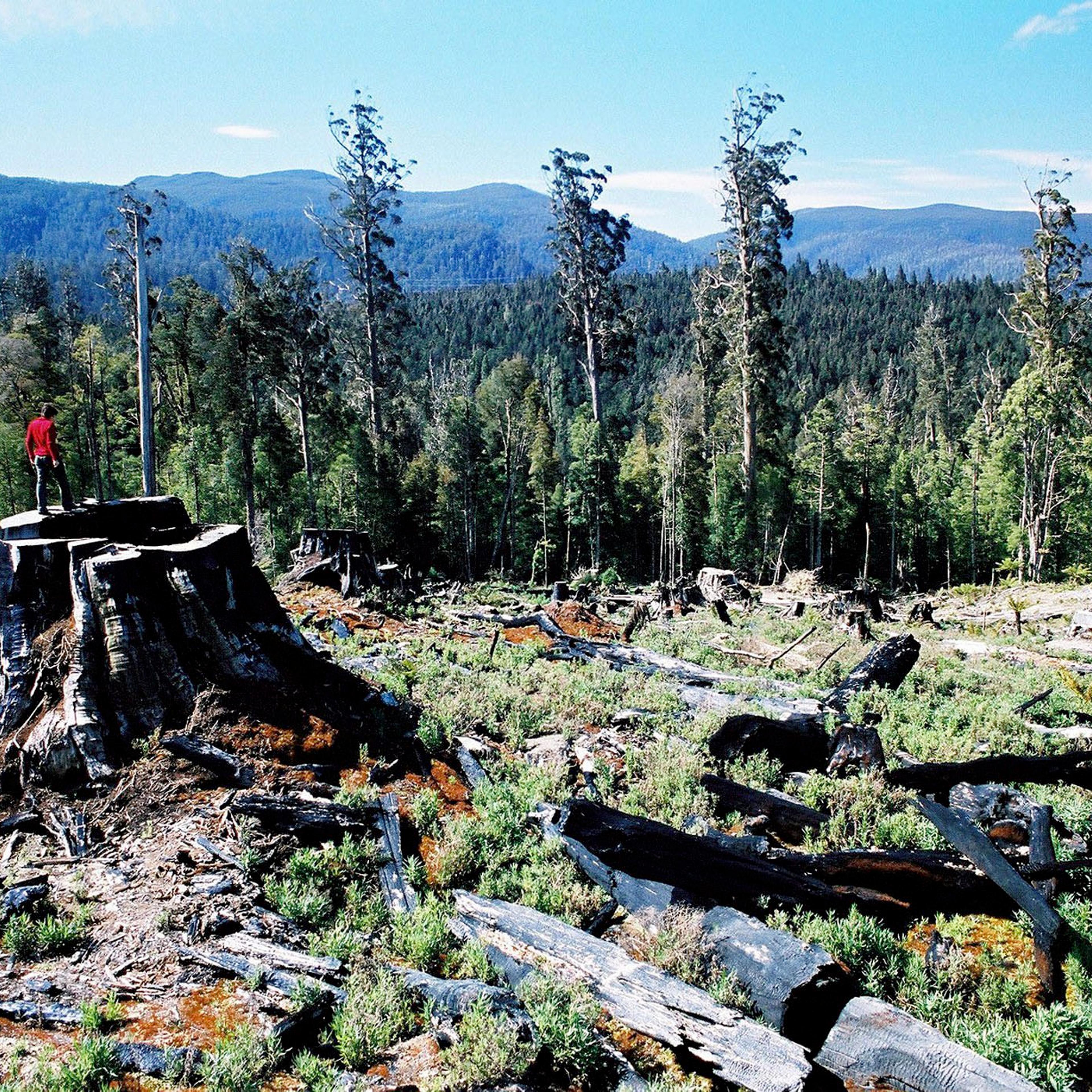 AUSTRALIA STYX FOREST GREENPEACE