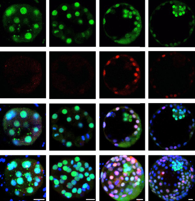 The colors in these embryos show the activity of different genes, which can be snipped out by Kathy Niakan using CRISPR/ Cas9