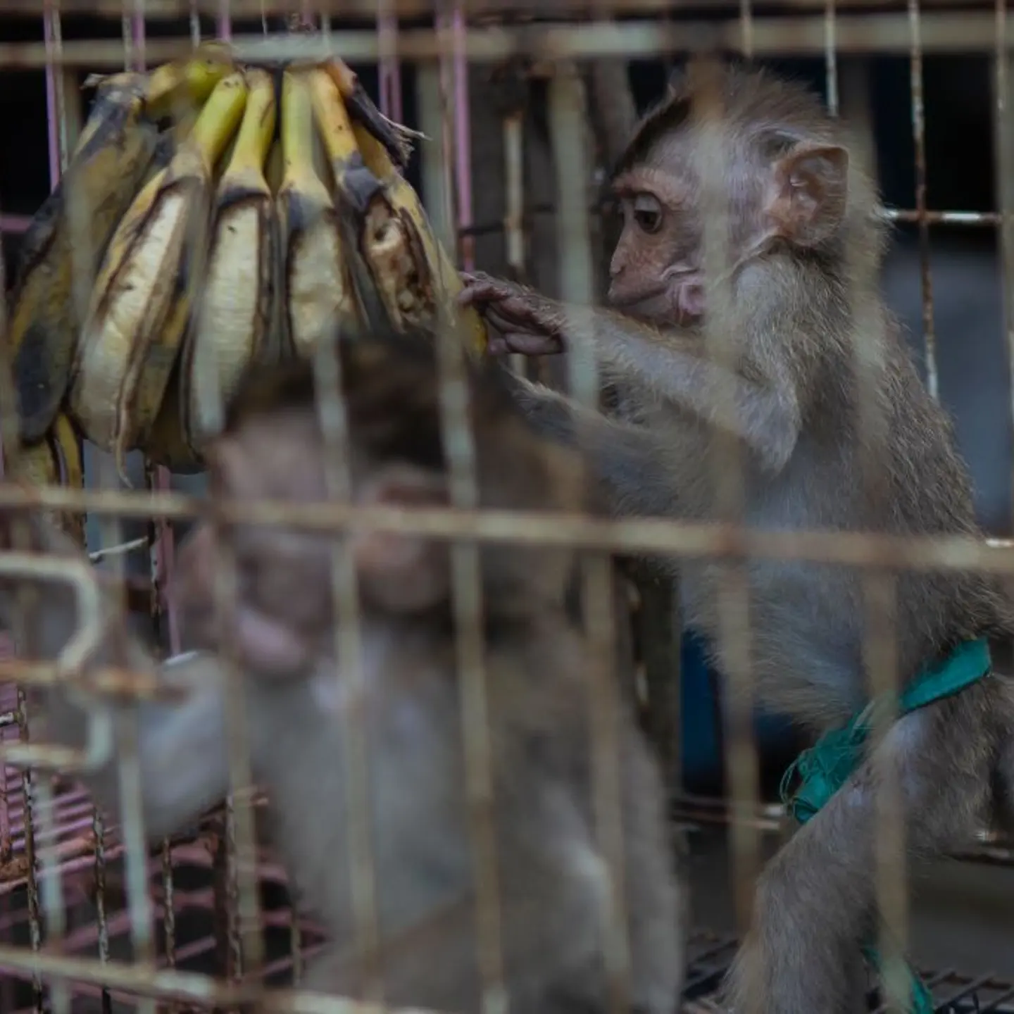 Long-tailed Macaques In Indonesia