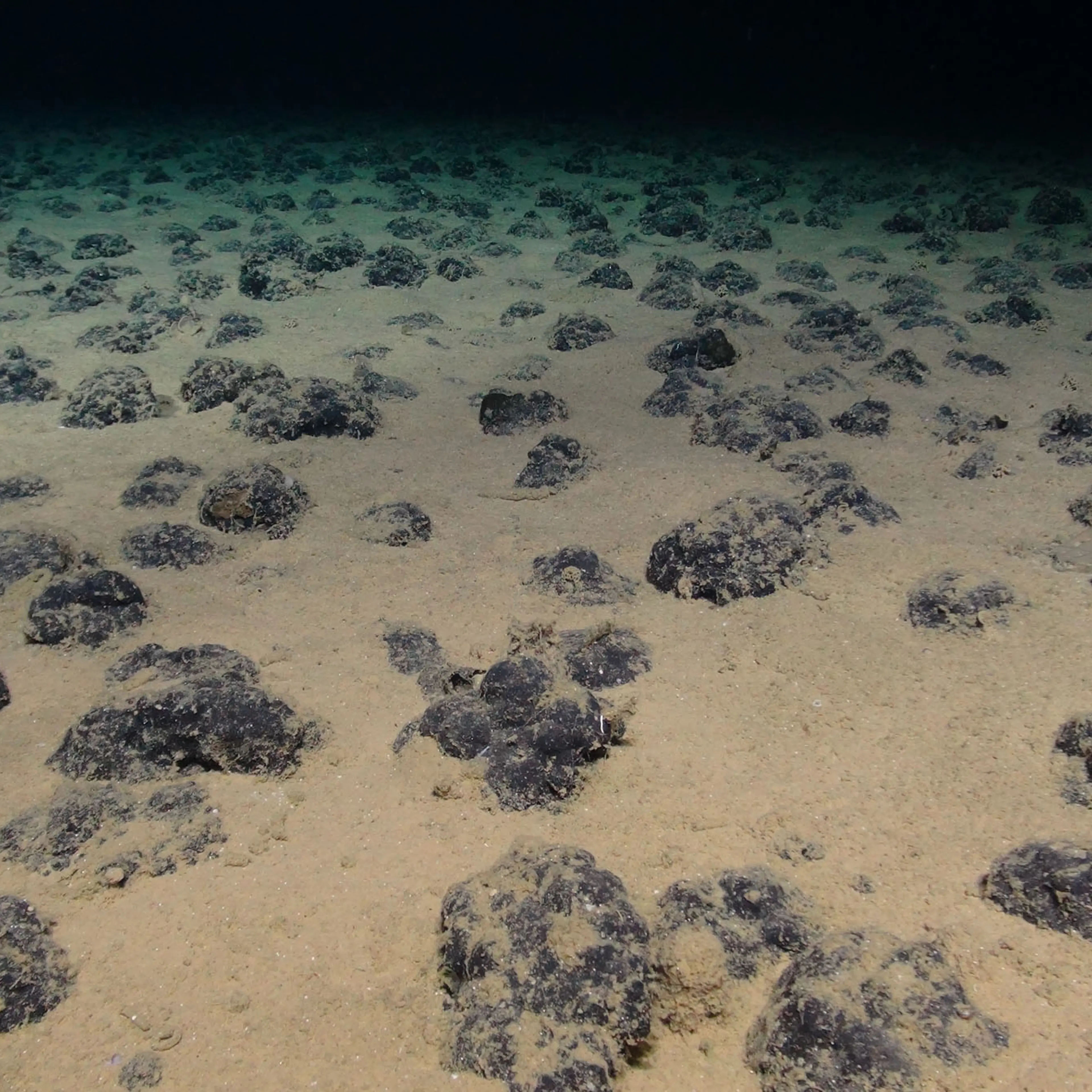 Deep-sea nodules are a
source of critical metals. Mining for them could harm ecosystems