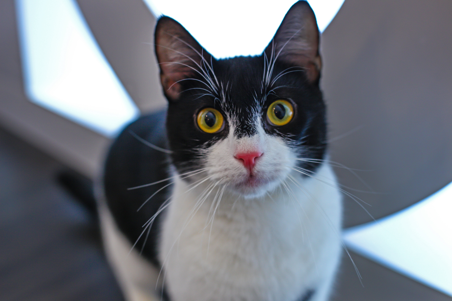 A cat photographed at Meow Parlour, New York City's first cat café, in December 2014.