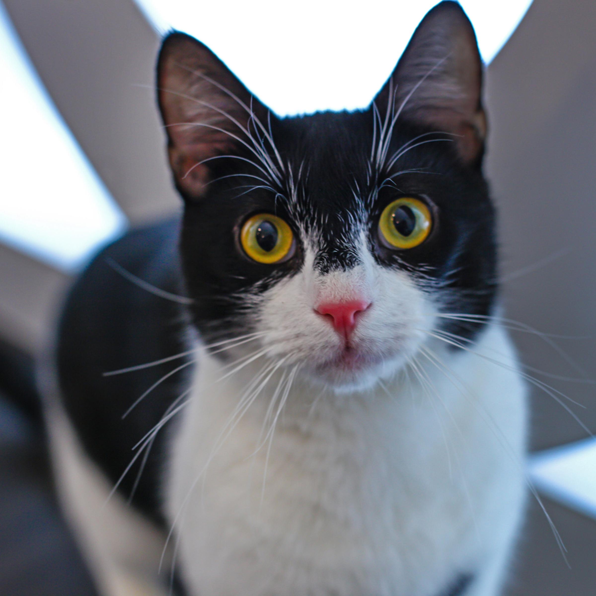 A cat photographed at Meow Parlour, New York City's first cat café, in December 2014.