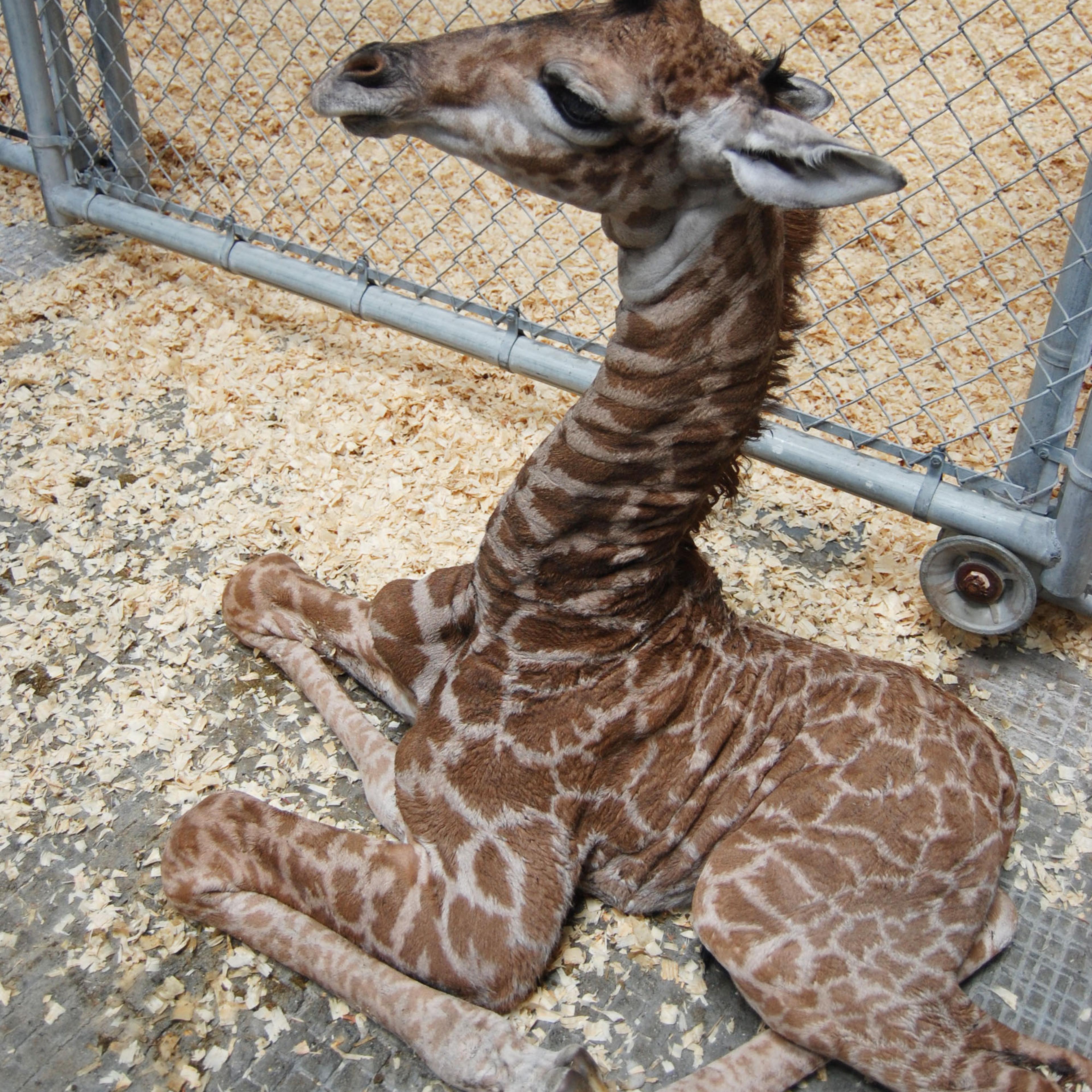 just born giraffe