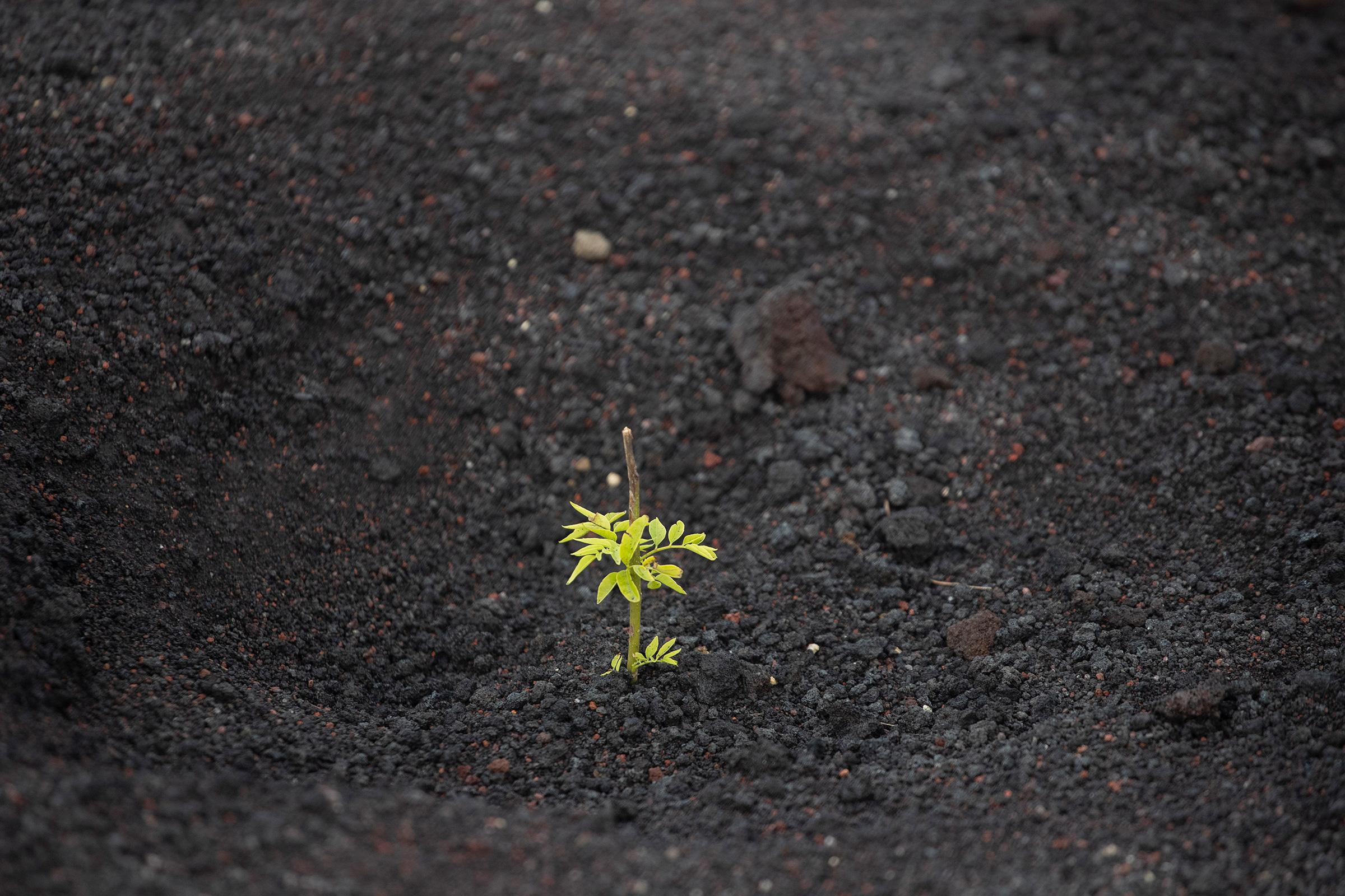 An oak seedling is planted near the Pacaya Volcano as part of a reforestation plan in Escuintla, Guatemala, Oct. 27, 2020.